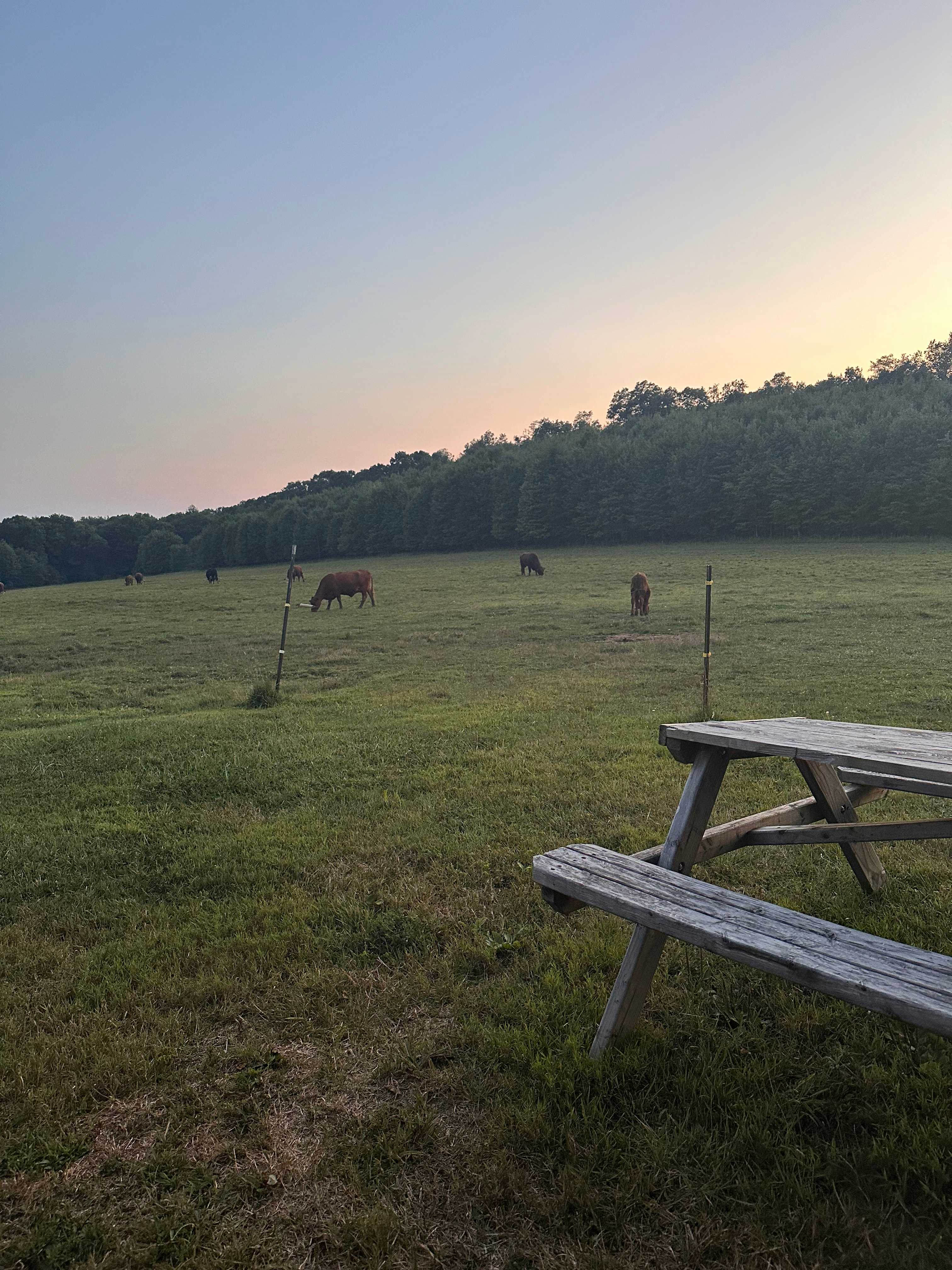 Hog Wild Farm