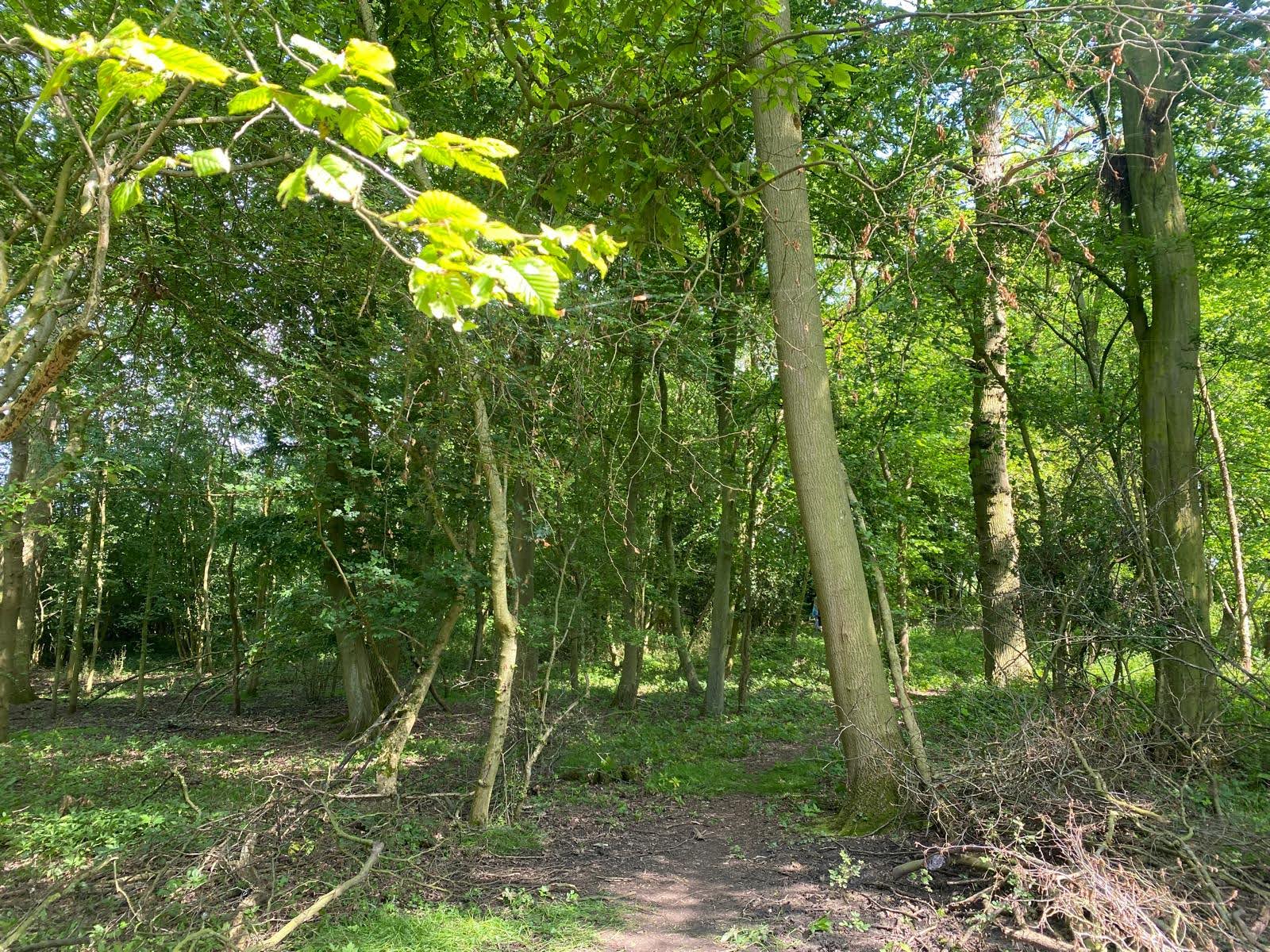 Secluded Woodland Camp
