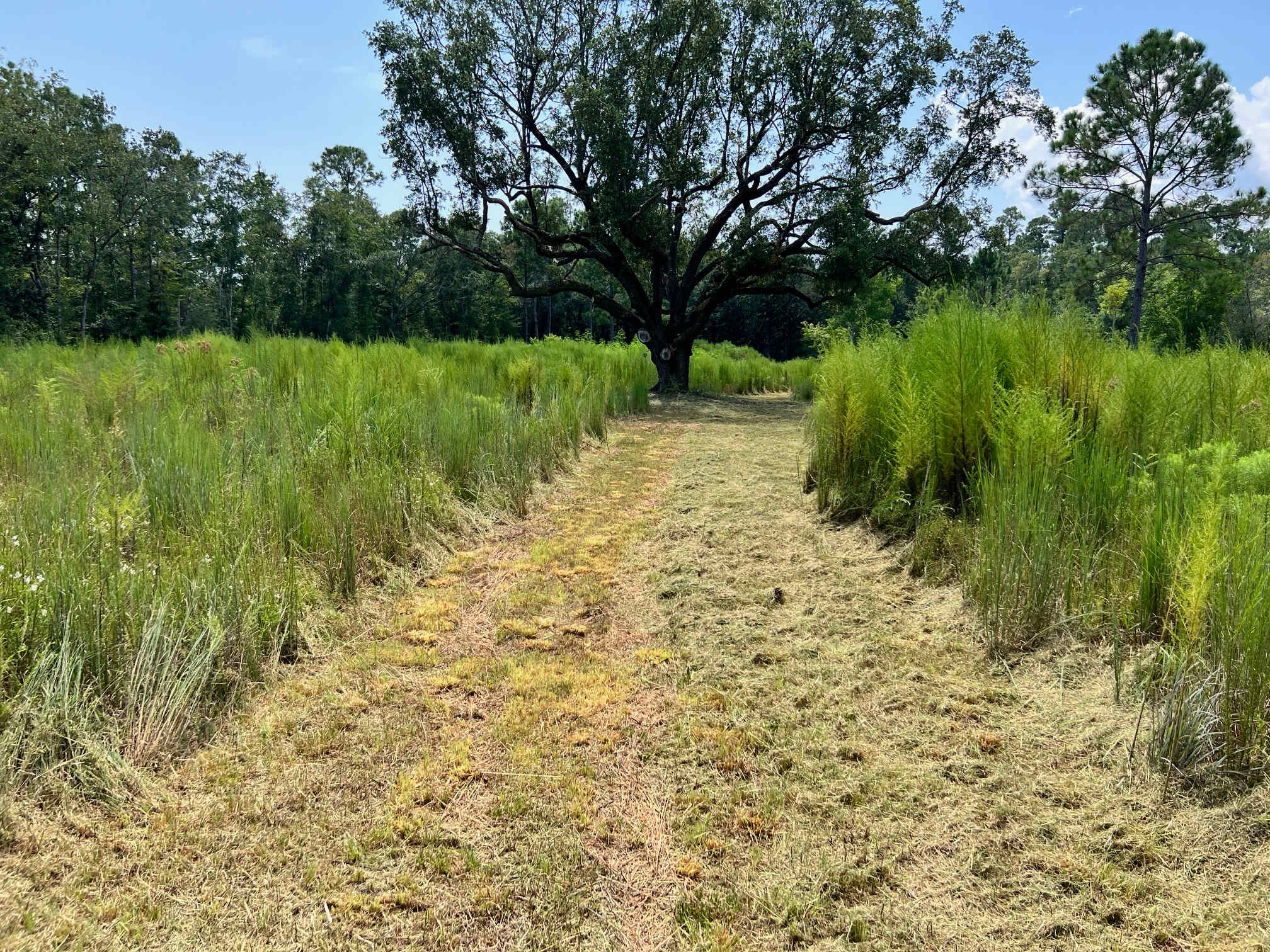 Garcon Live Oaks