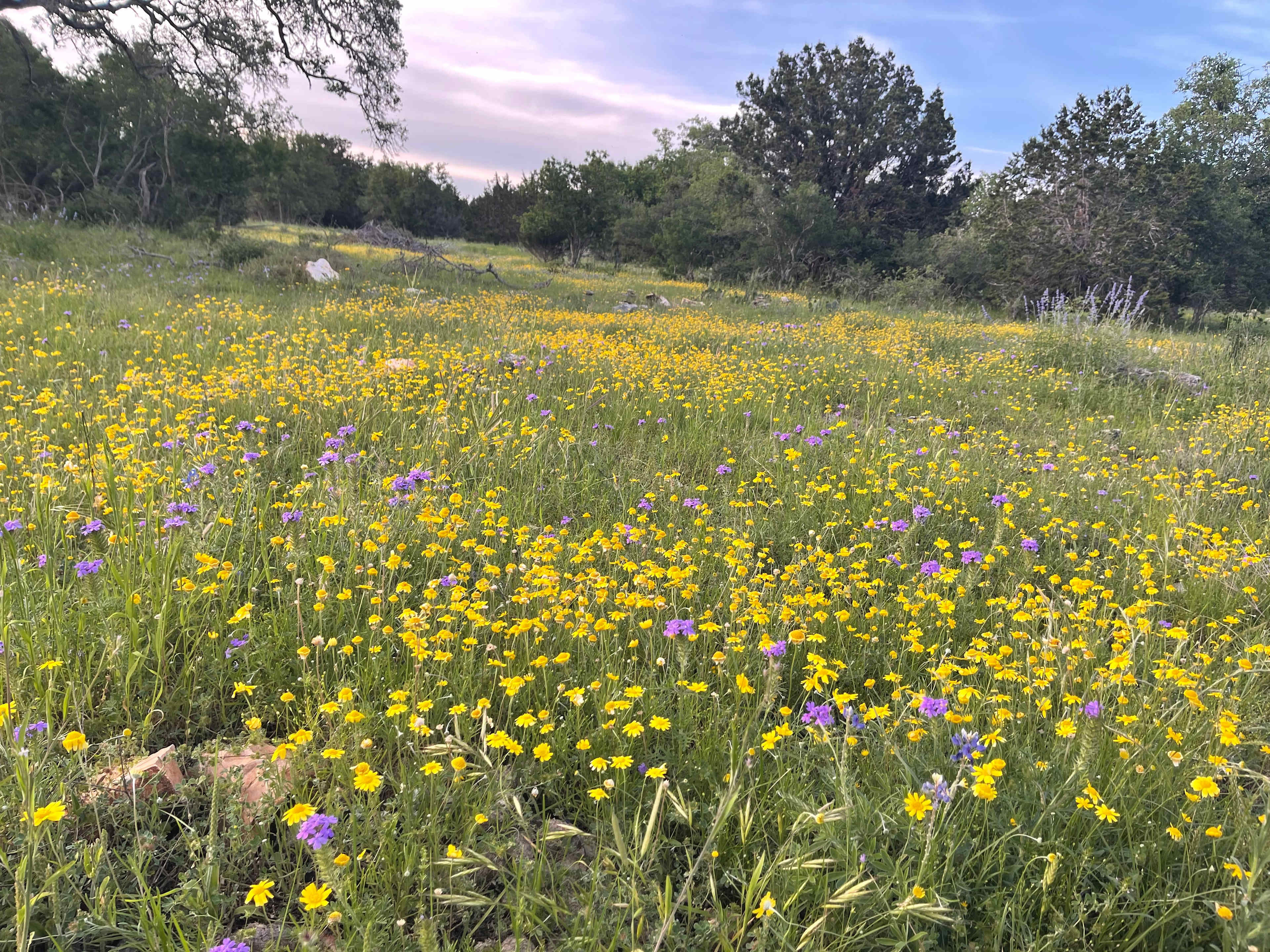 Wildflowers in Spring