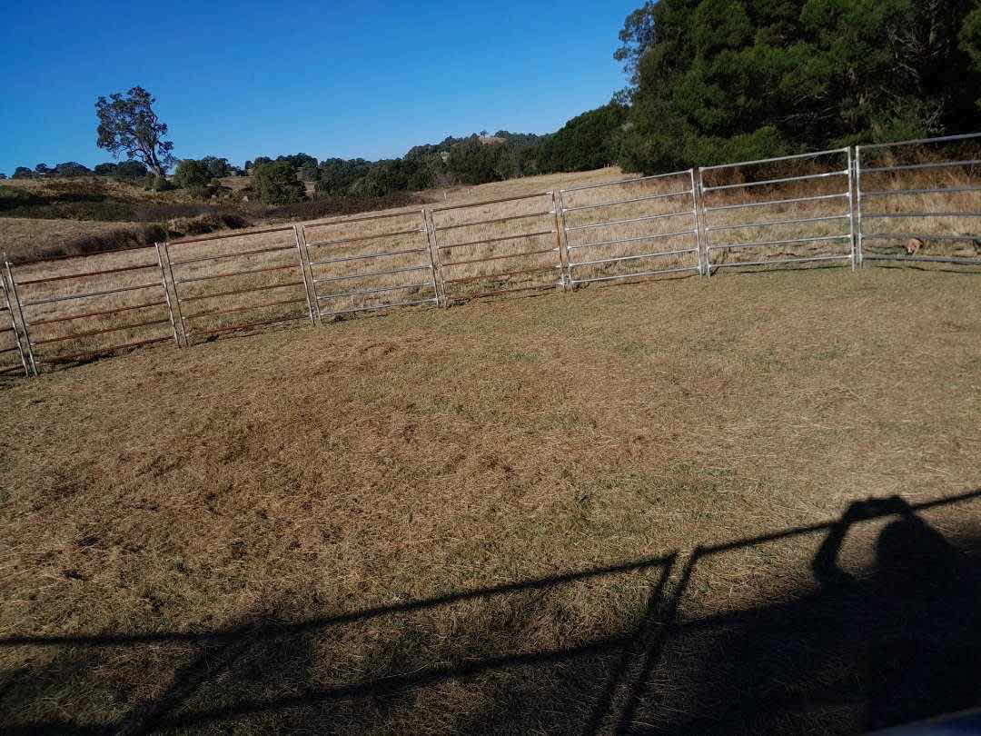 Daisy Hill