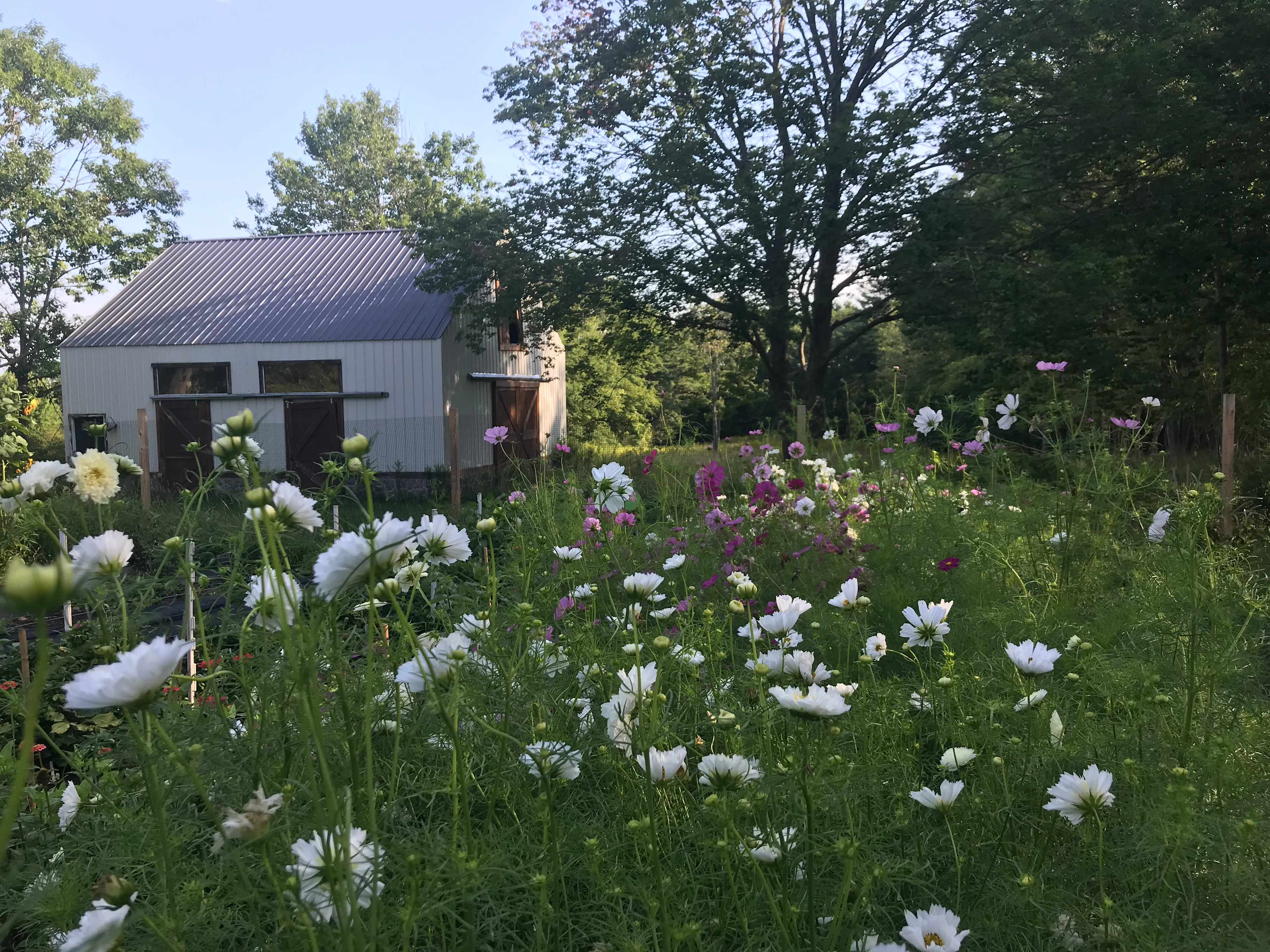 Camp at Appleseed Flower Farm