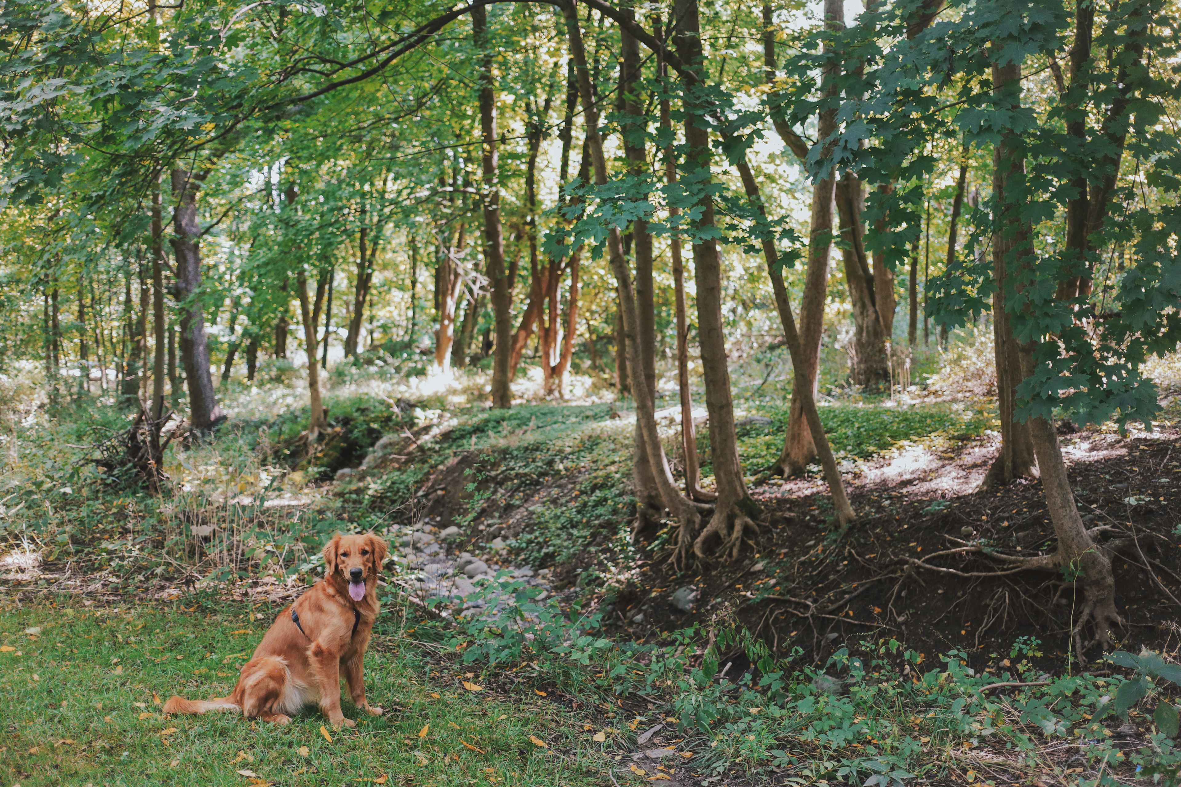 Picture of the site