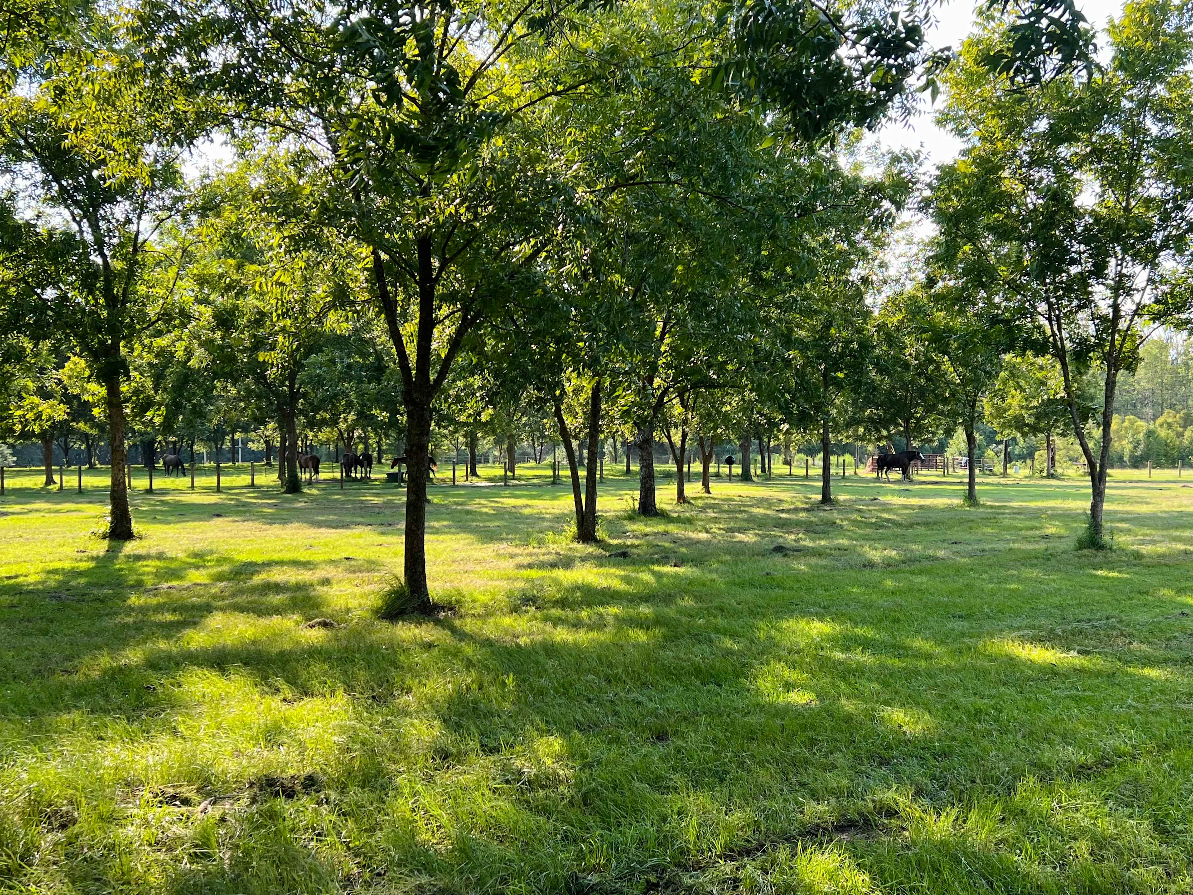 Shire Hill Grove, Yemassee, SC