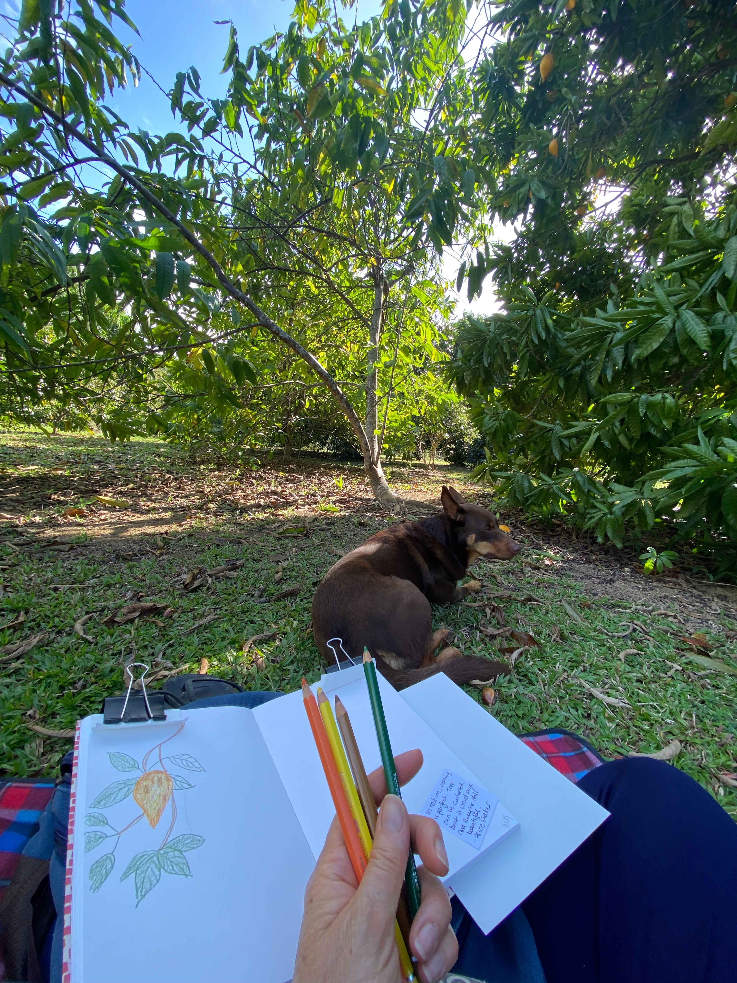 Sketch time in the orchard