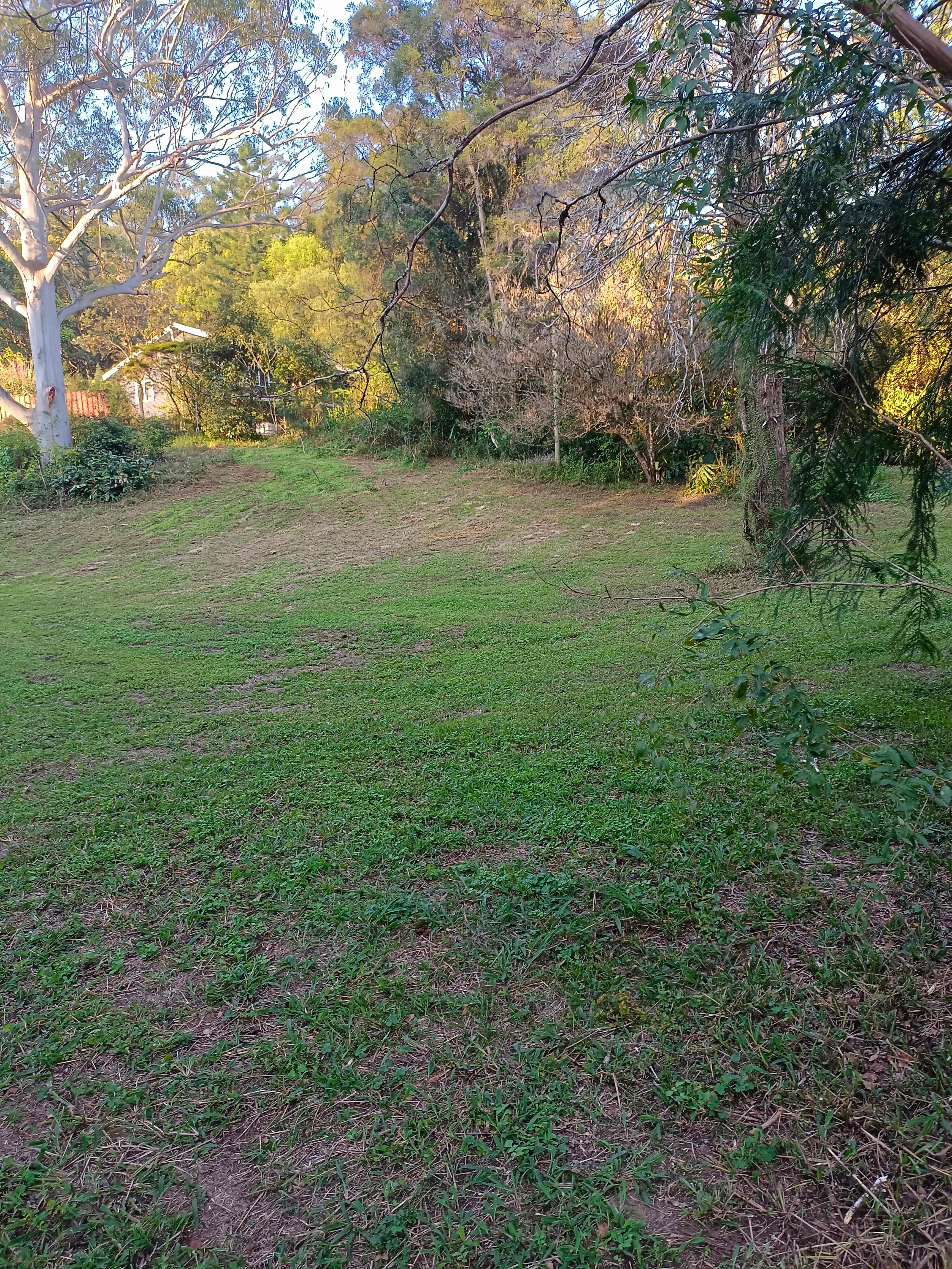 Magic cow paddock