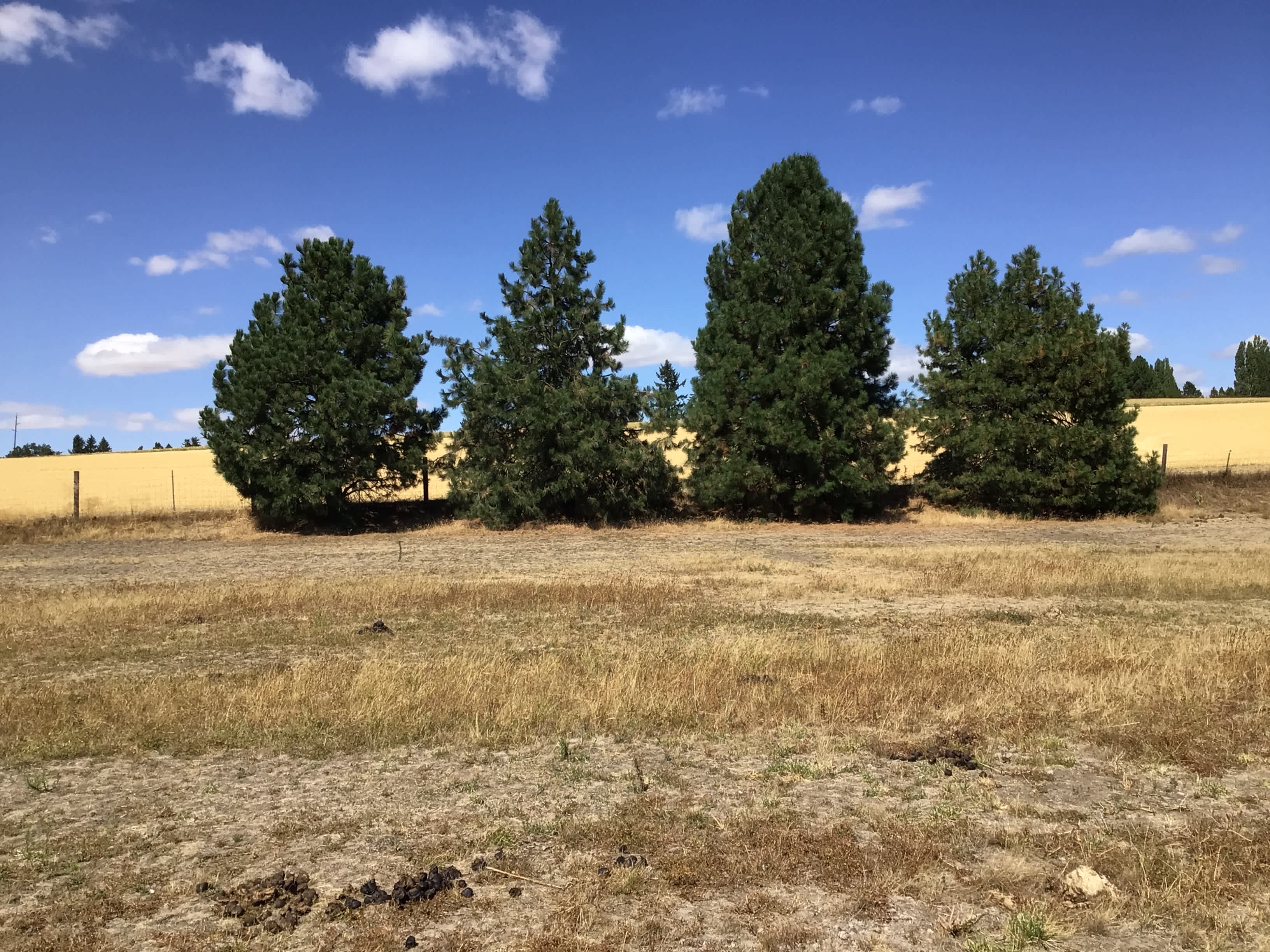 Triple Tree Ranch