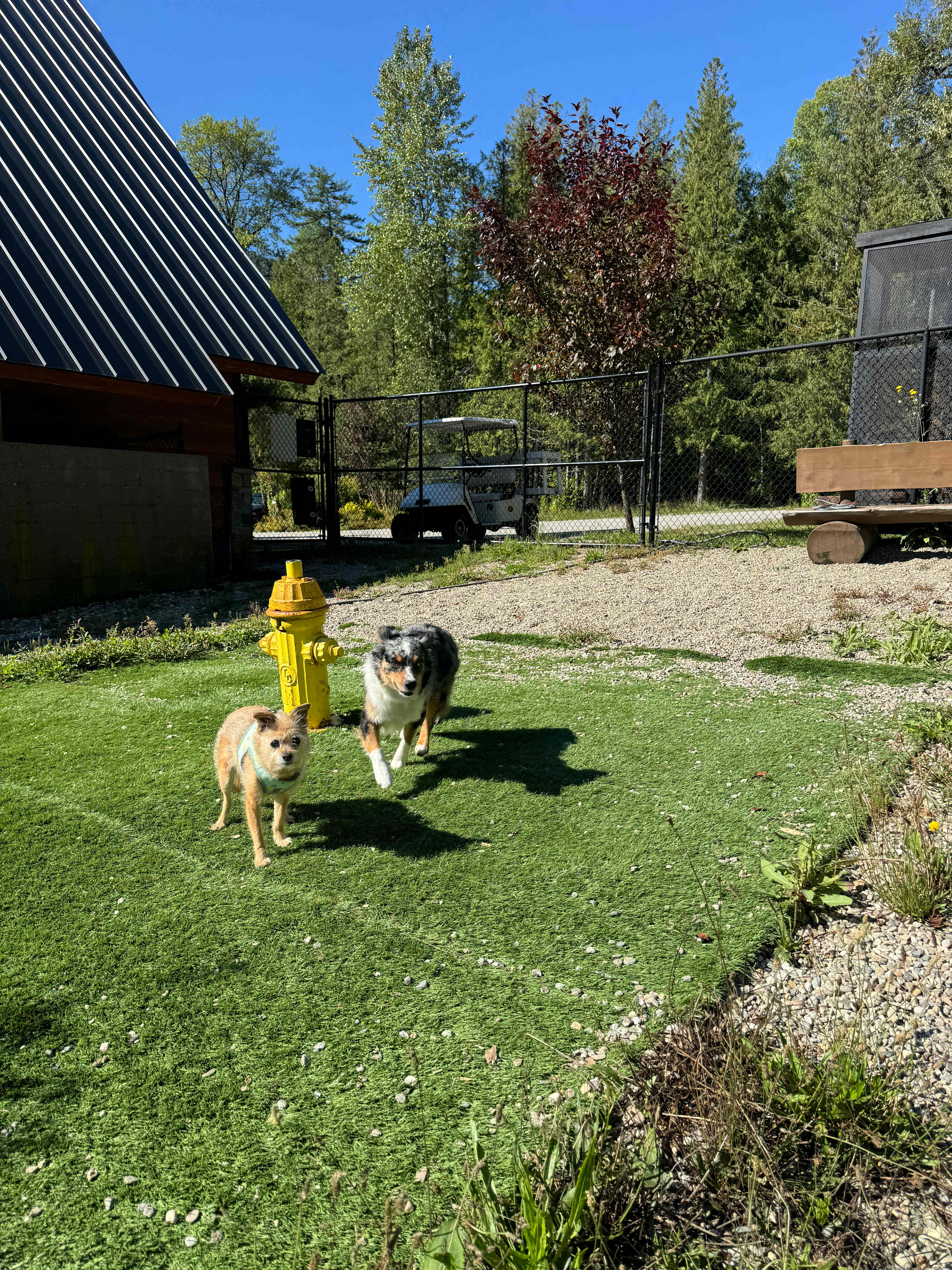 Dog Run 
