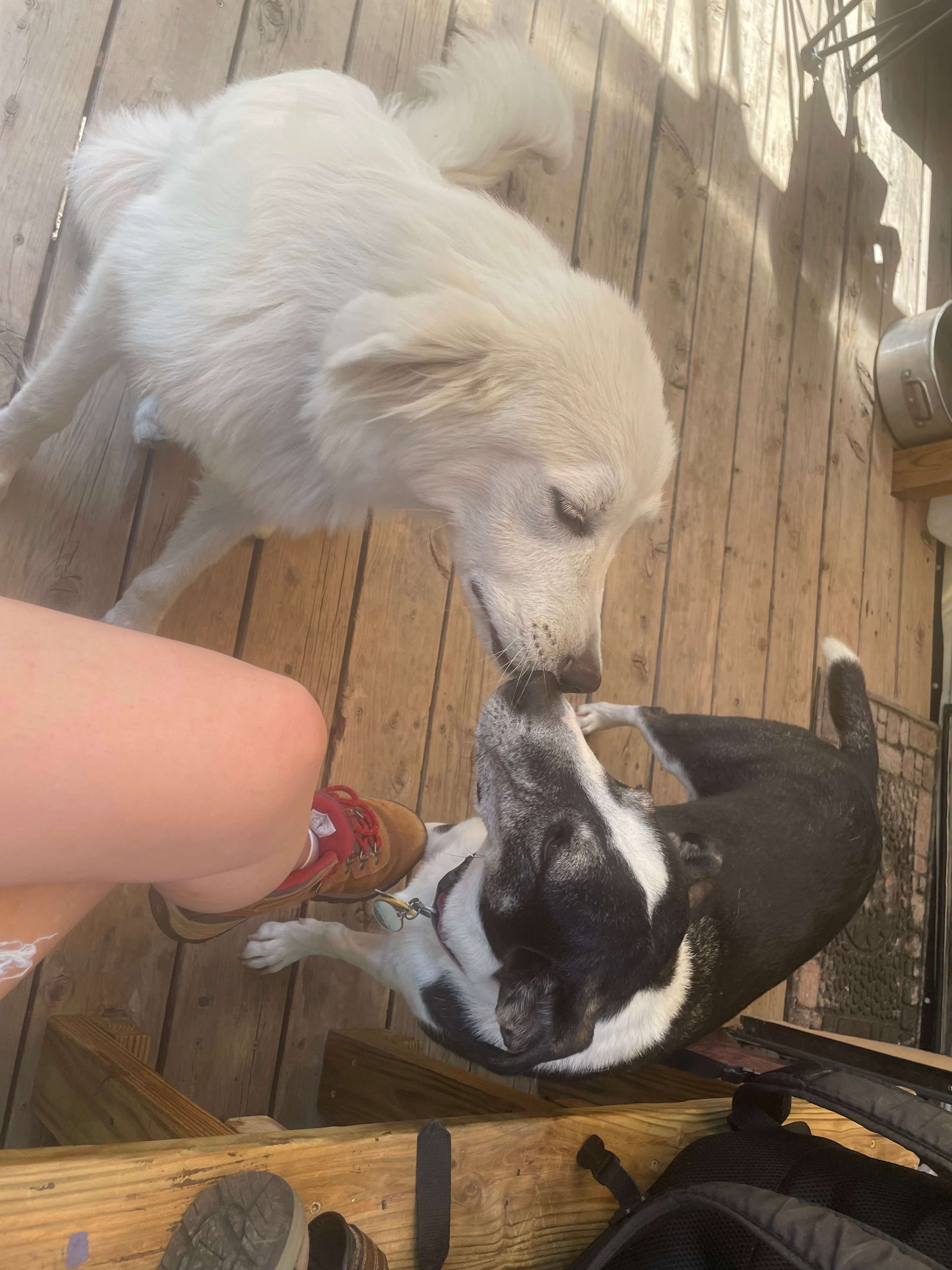 More doggo smooches 