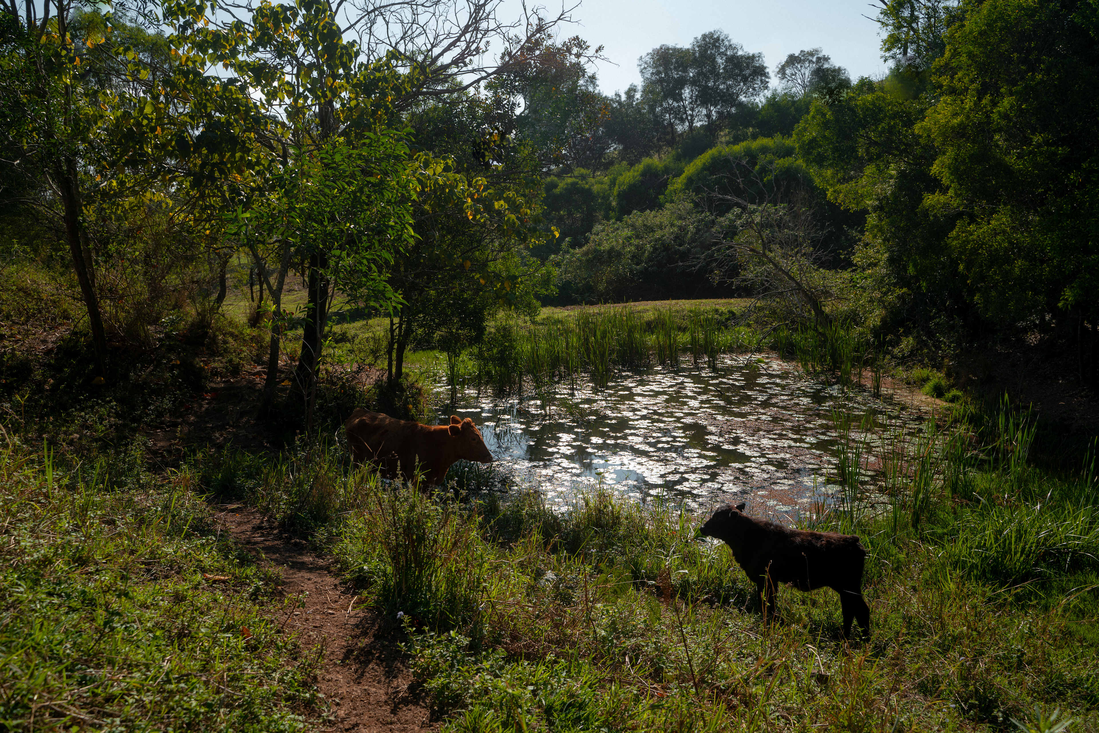 Sandycreek Homestead