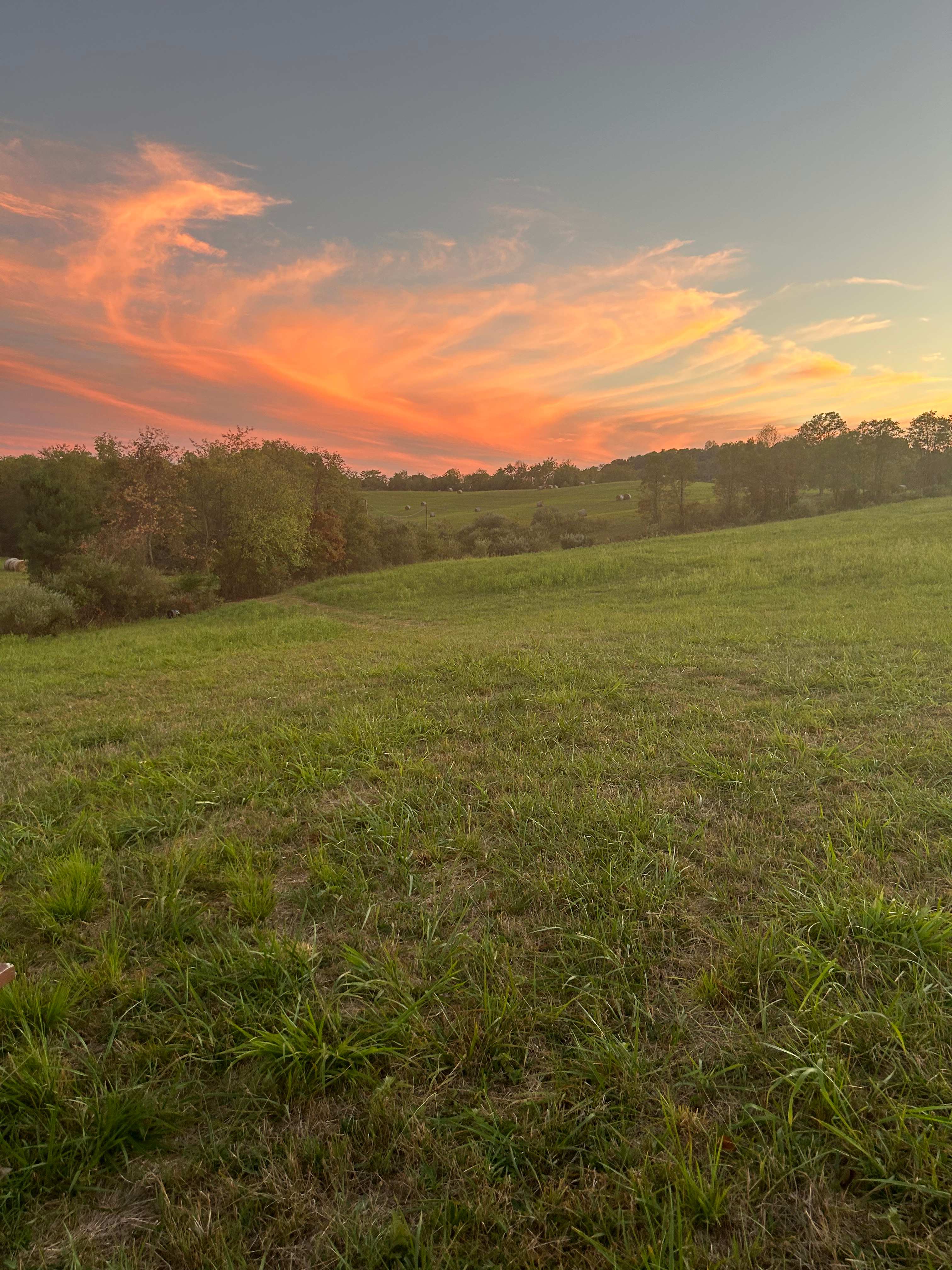 Wings Chorus Meadow