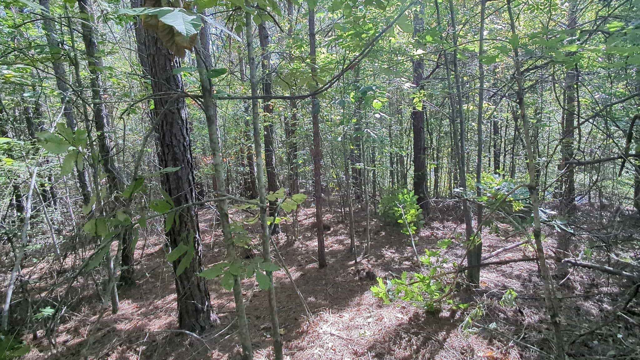 Bushcrafting 1.5 Hrs From Nashville