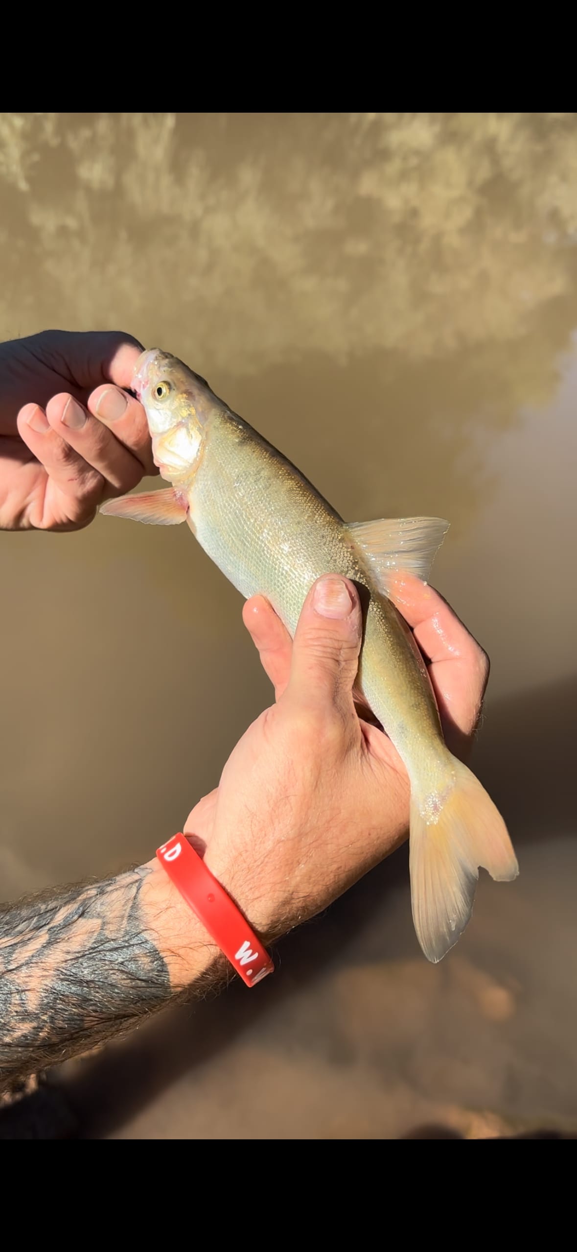 Roundtail chub