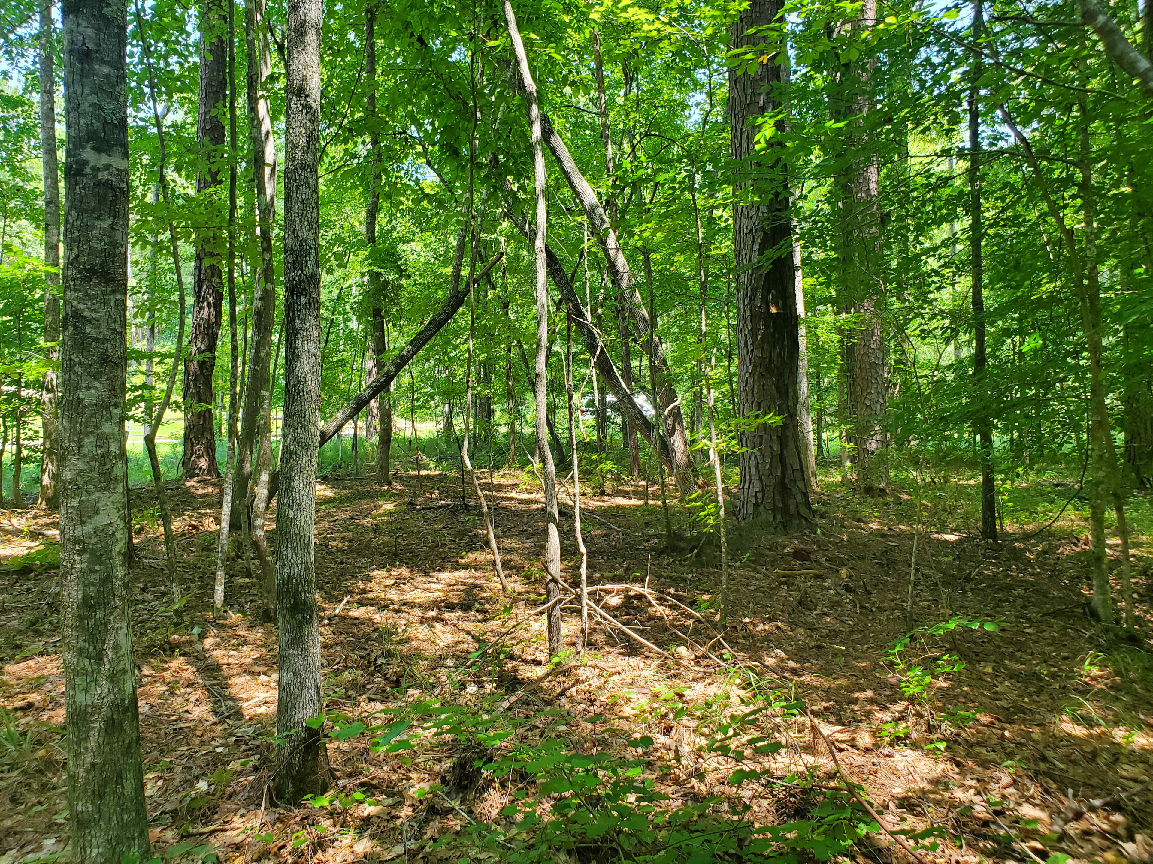 Wooded but plenty of room for a tent on soft vegetation.