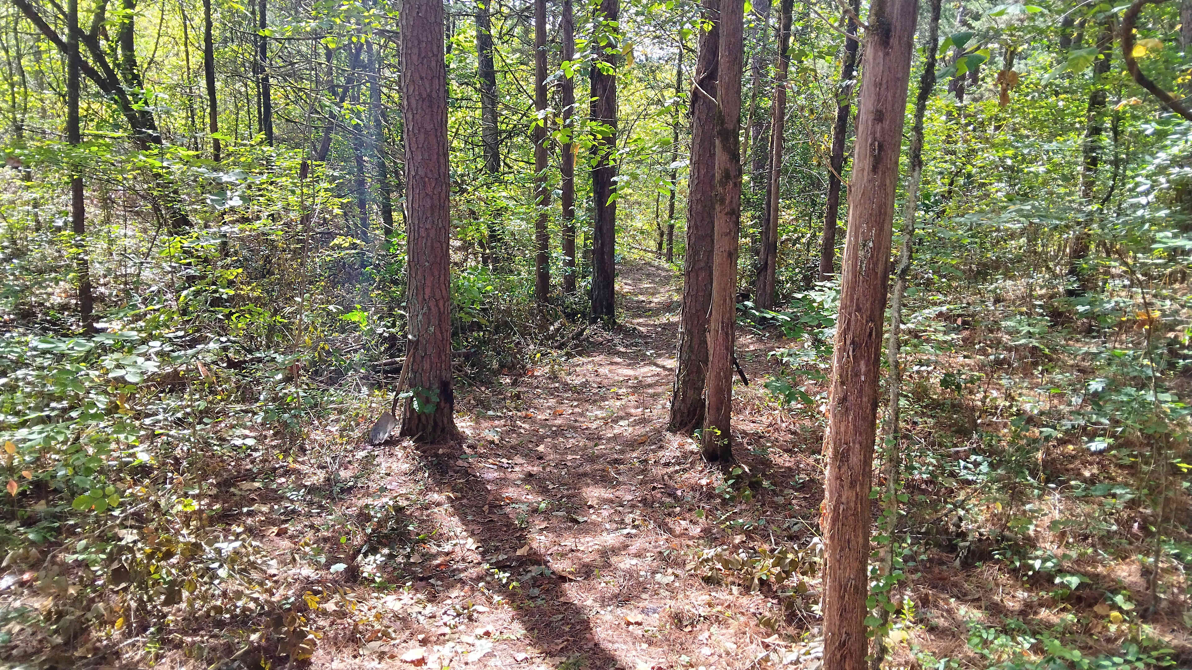 Harmony hollow