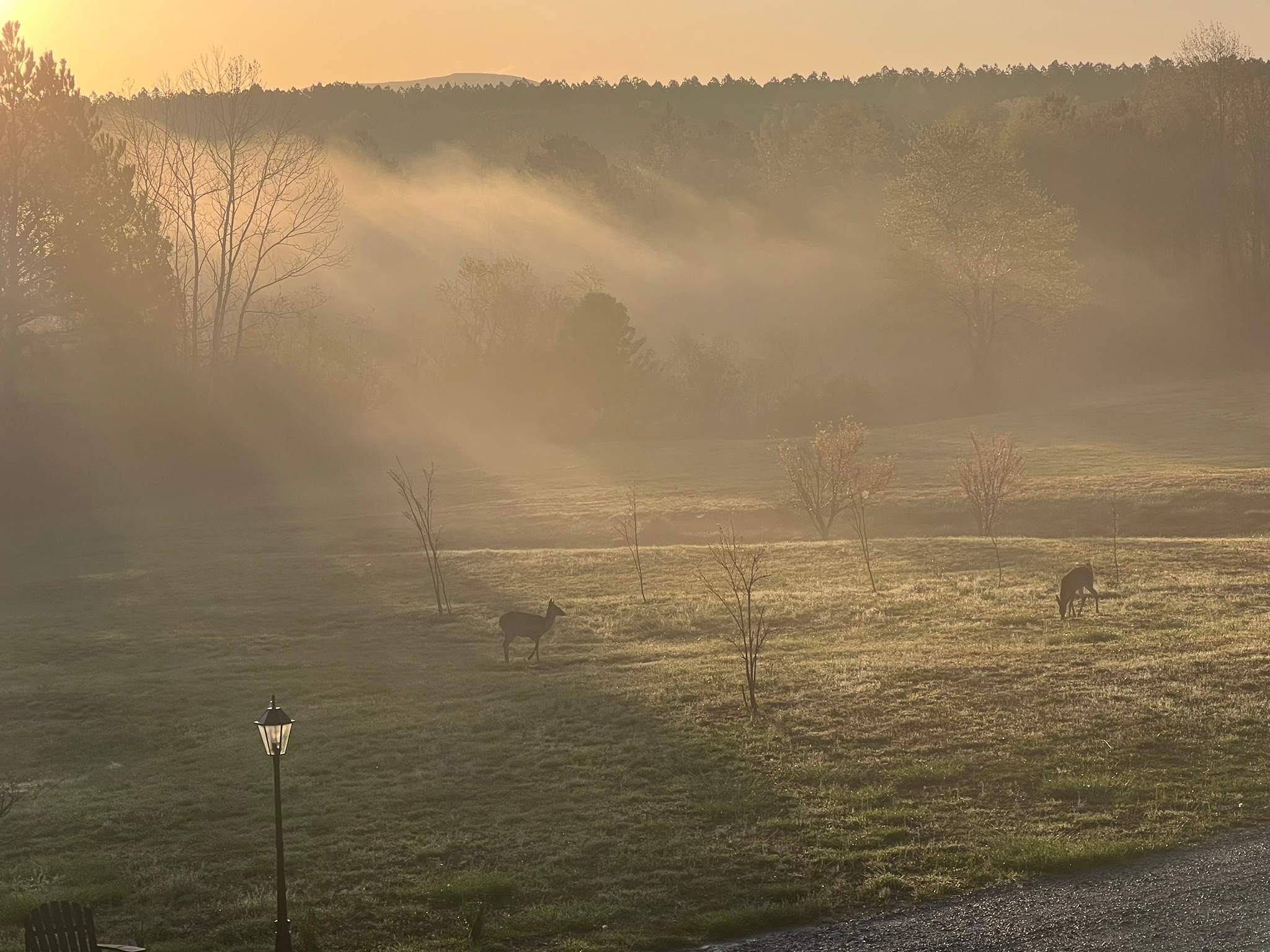 Black Bear Plantation Spacious site