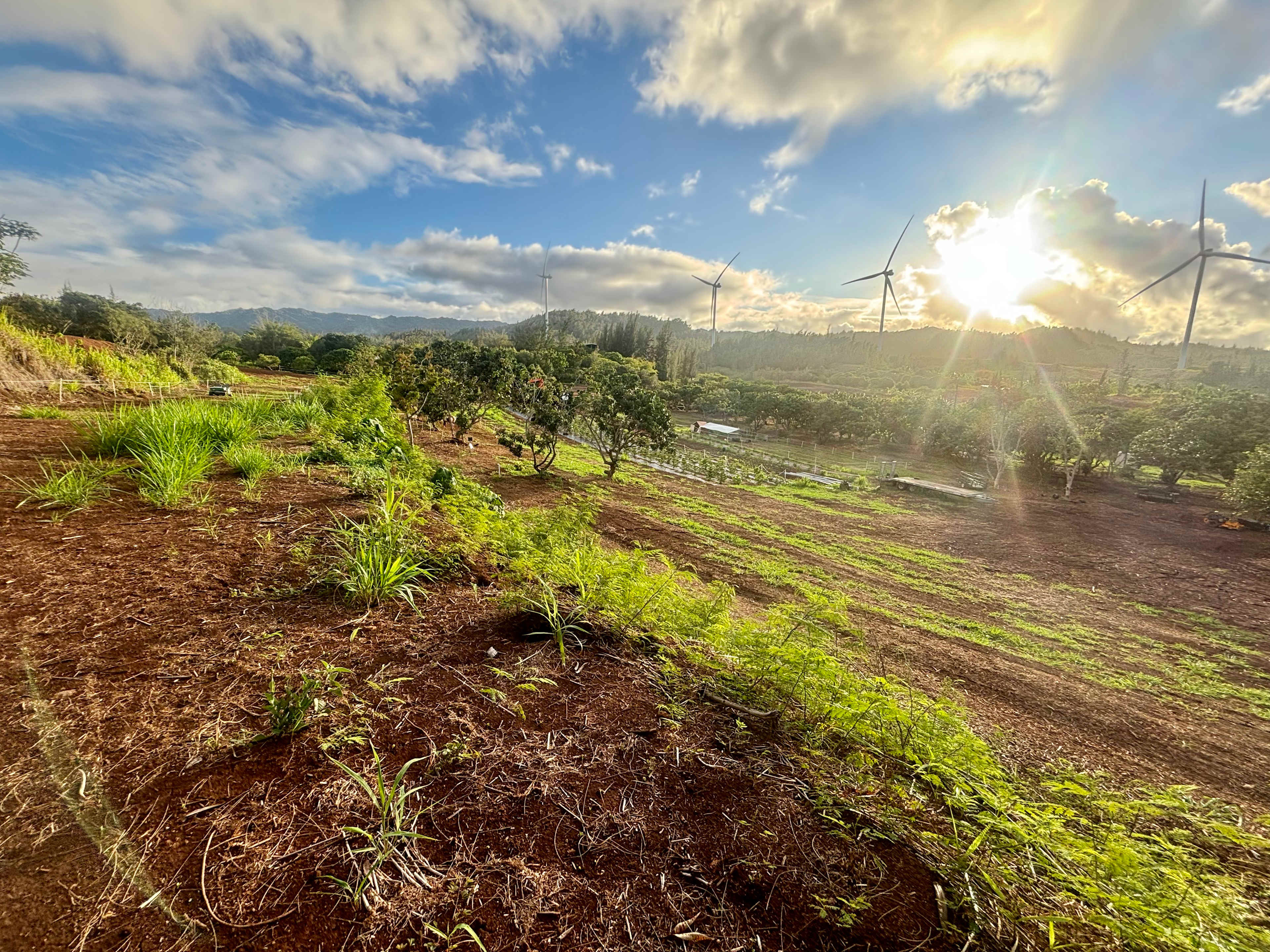 Charming Kahuku camp