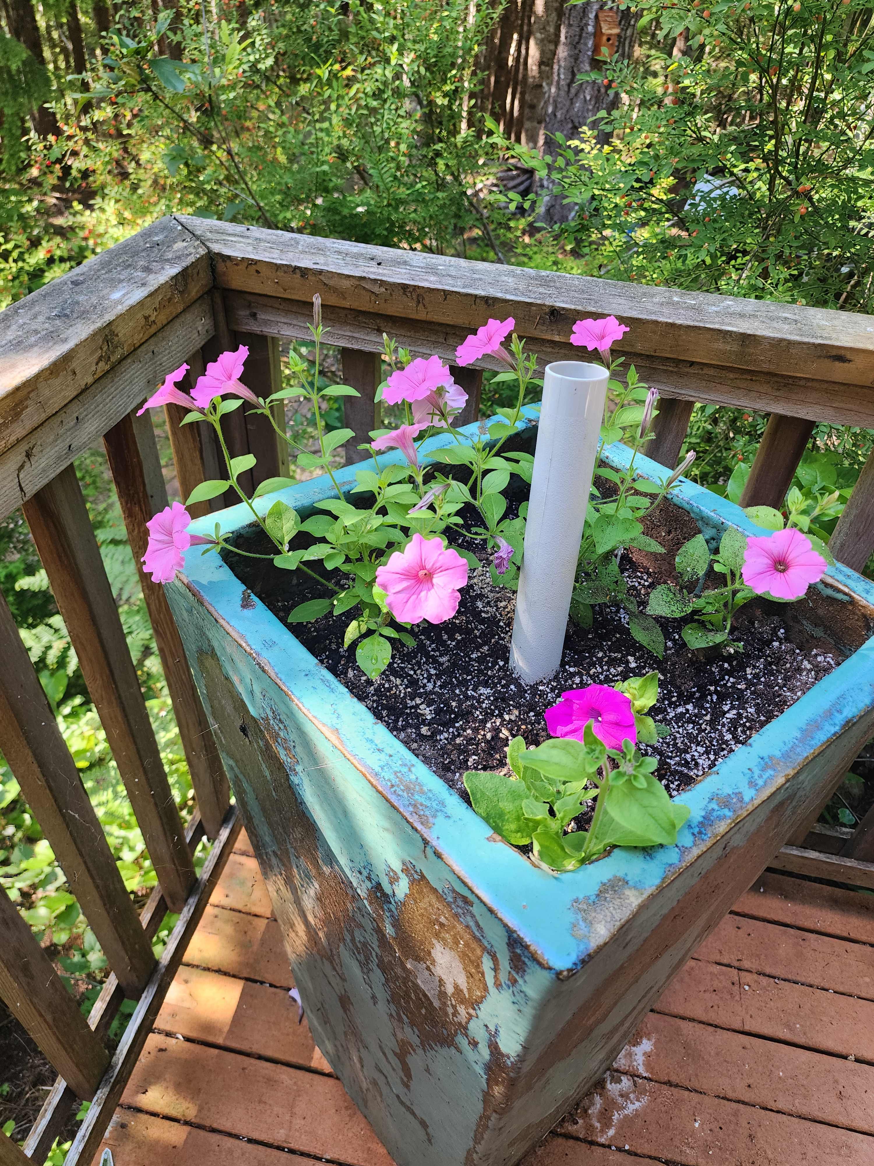 The Feathered Refuge: Off-grid