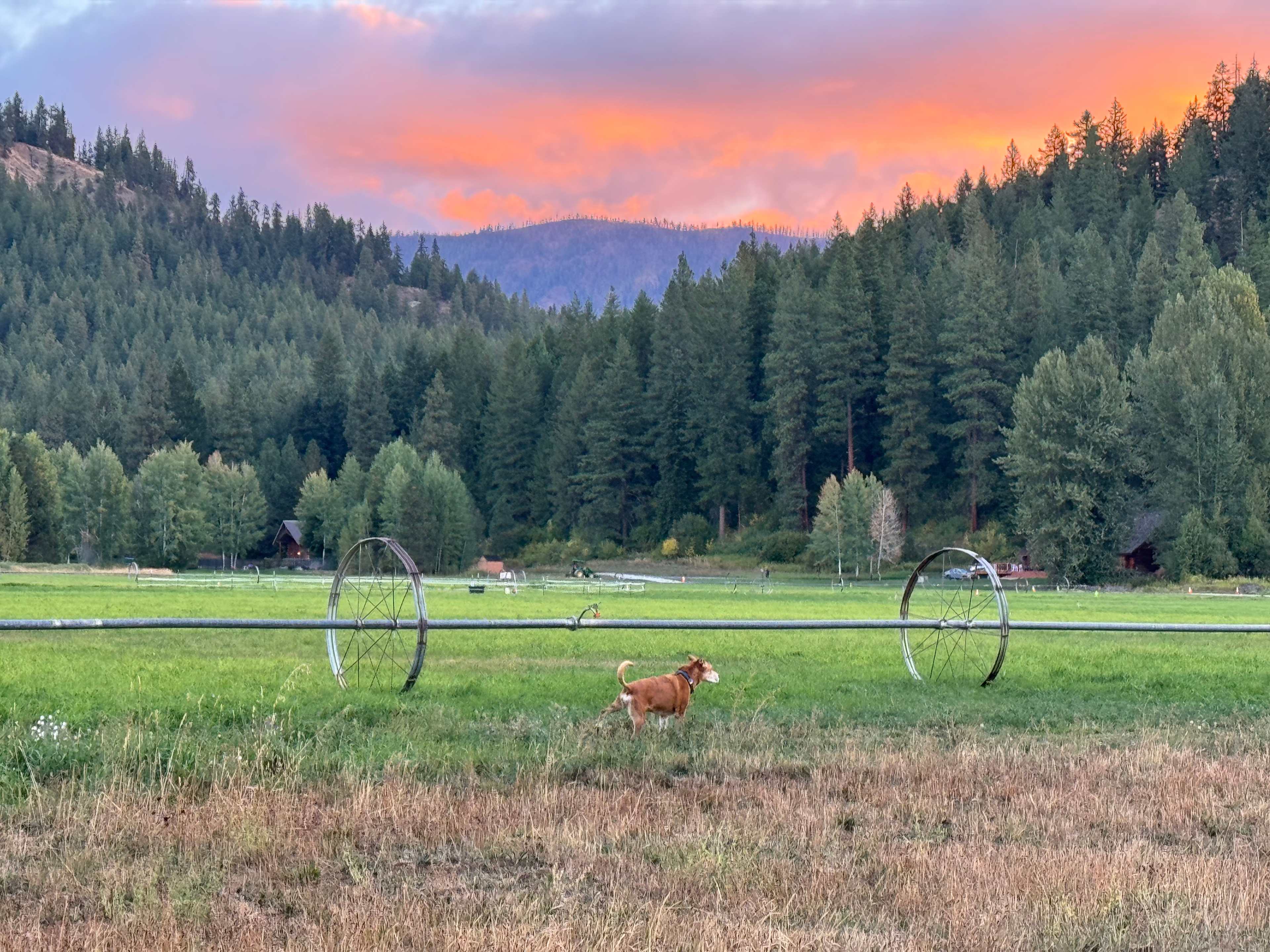 Camp Happy Dogs!  Plain Wa.
