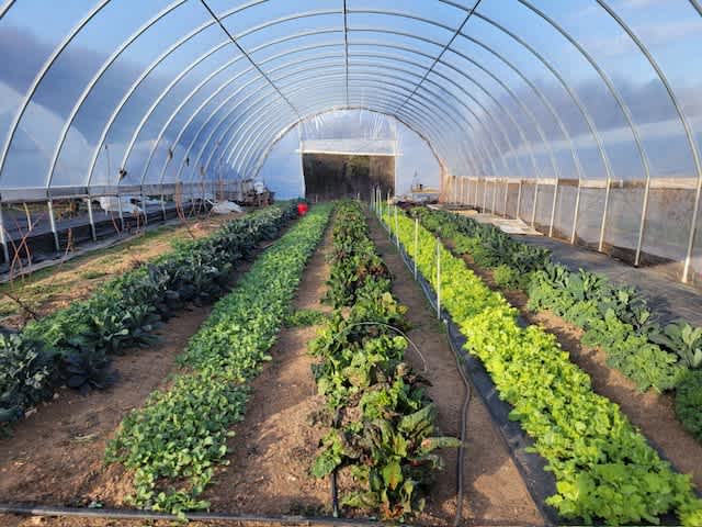 Biodynamic Veggie Farm With Goats