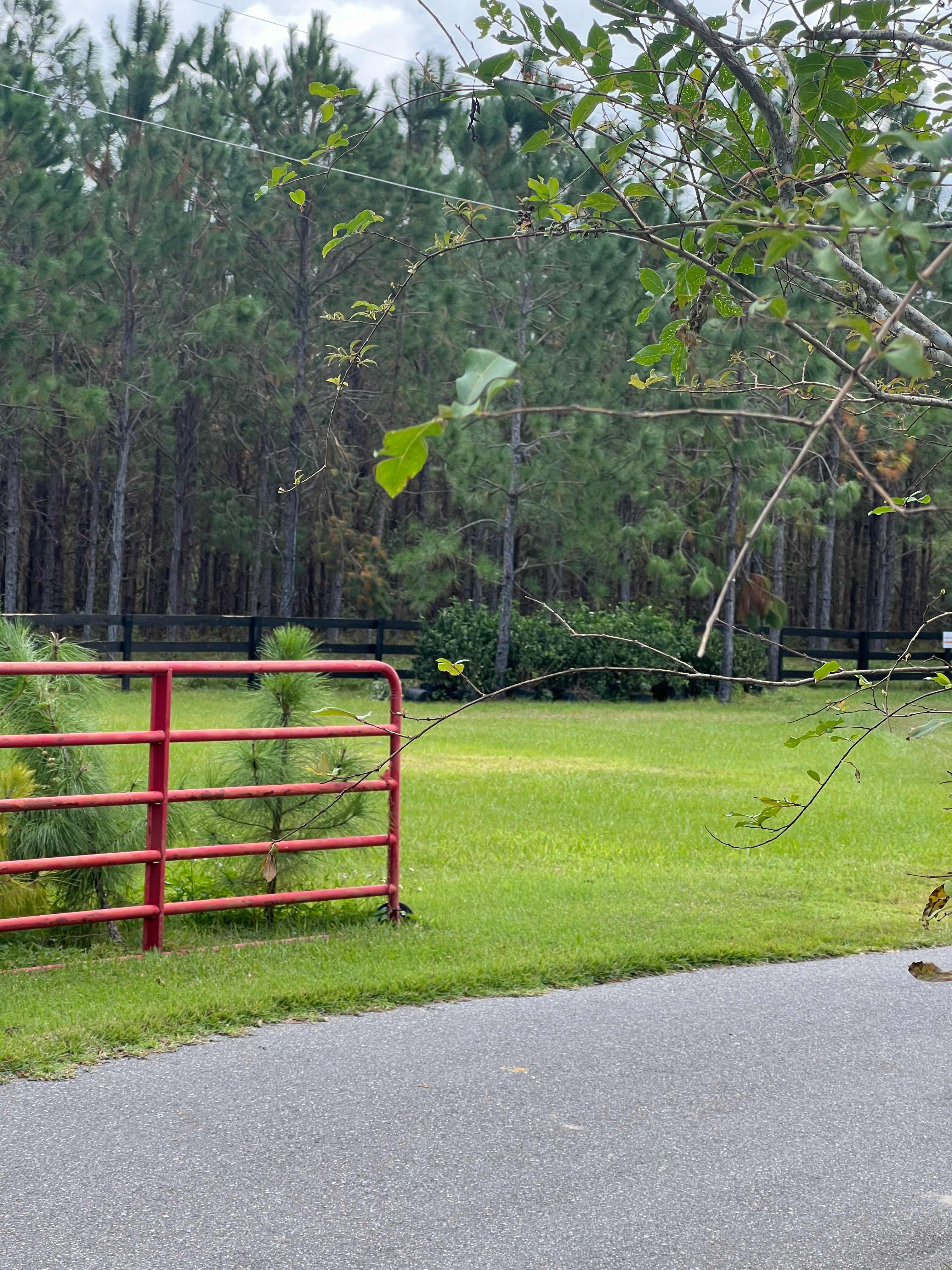 Pine Tree Lane