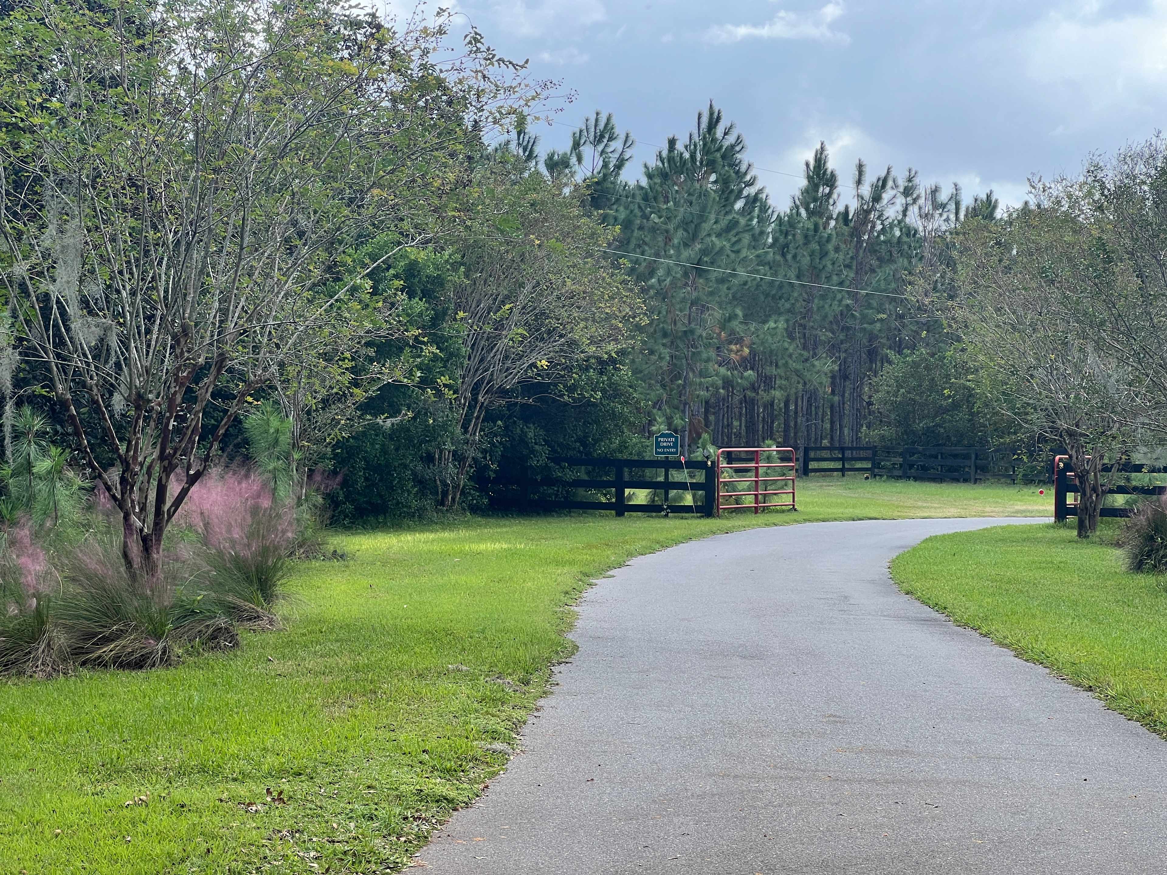 Pine Tree Lane