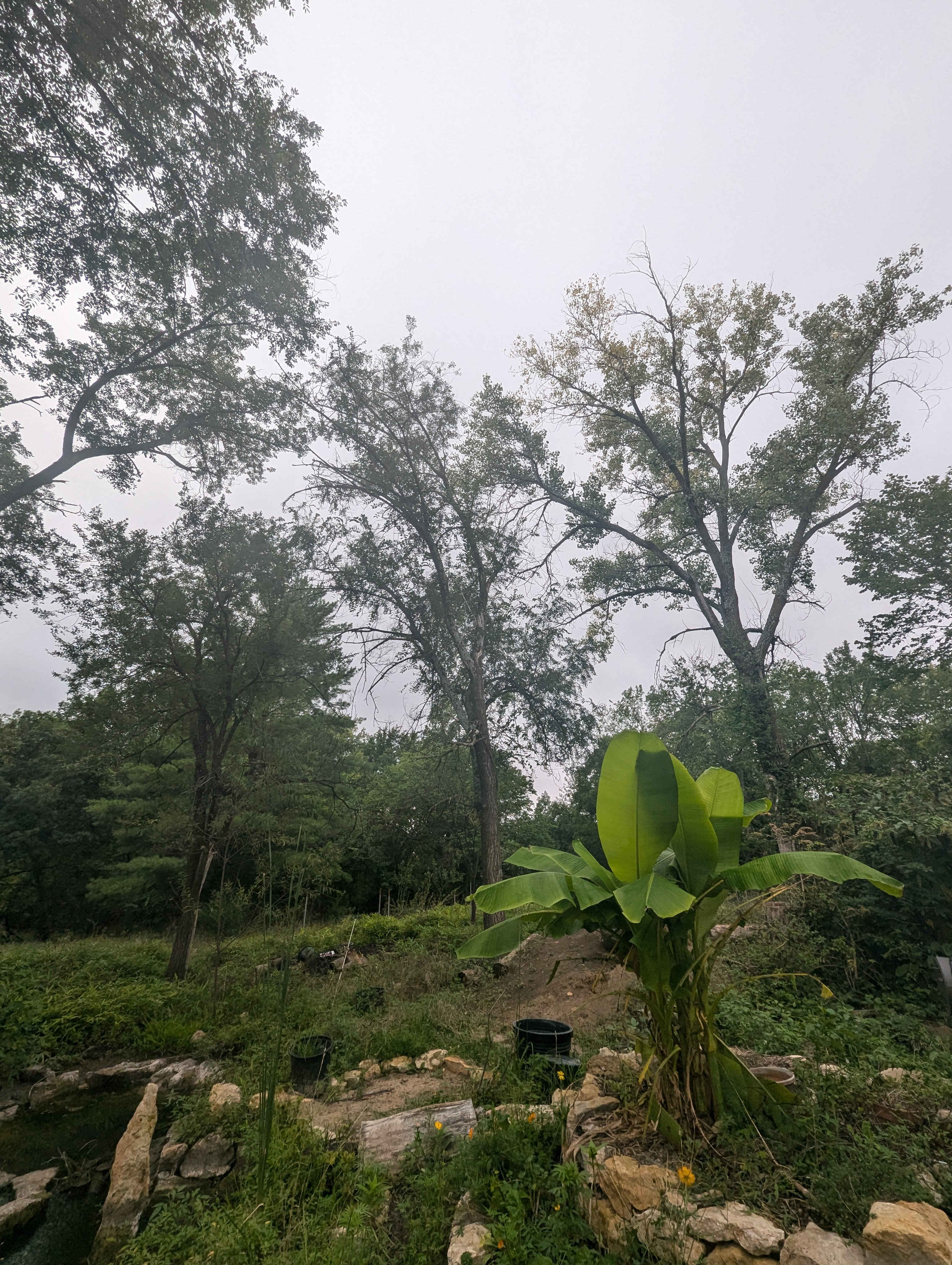 Dancing Leaves Forest