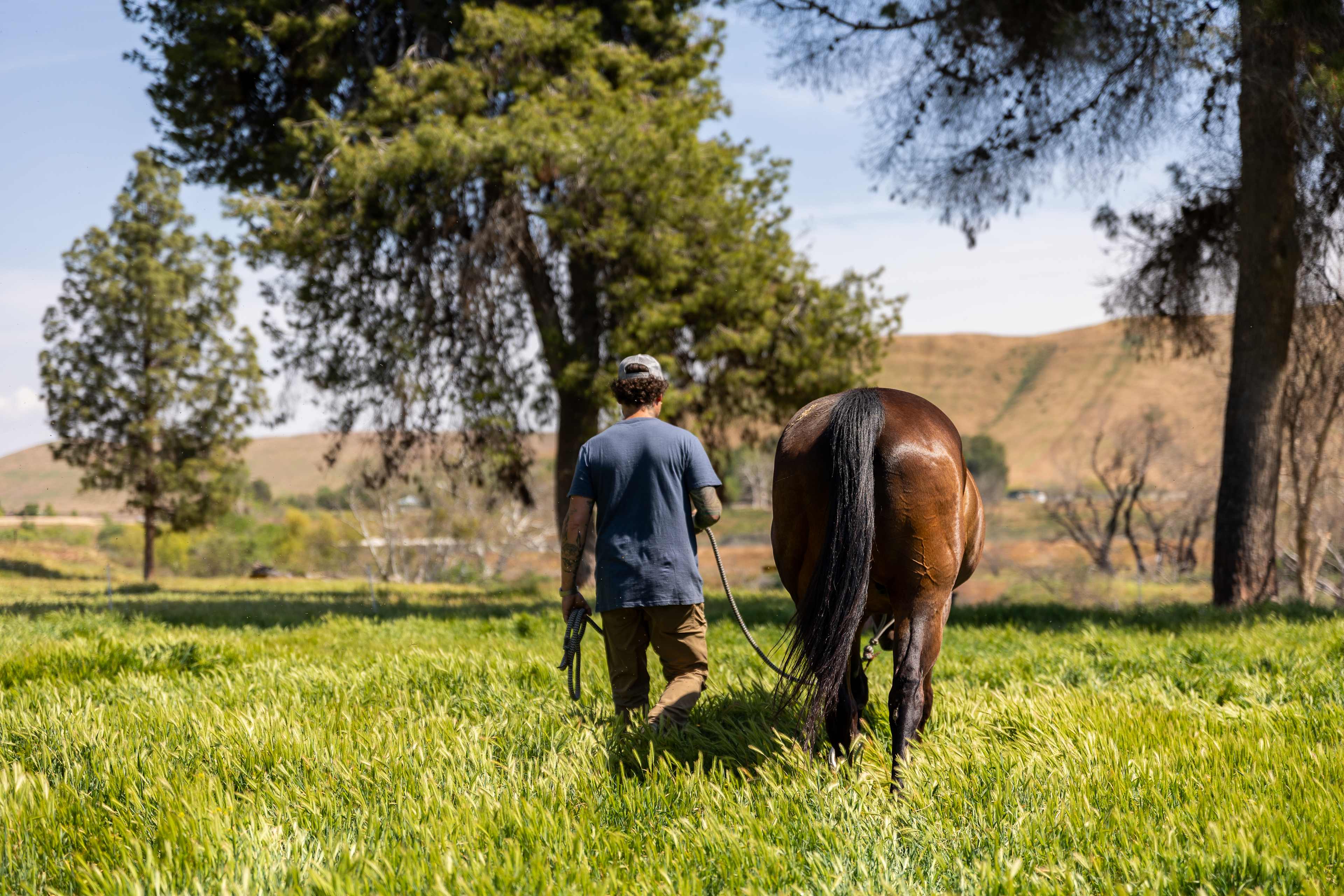 Caretakers always on site at Okihi. Here a caretaker is leading one of the horses out to pasture in spring. 