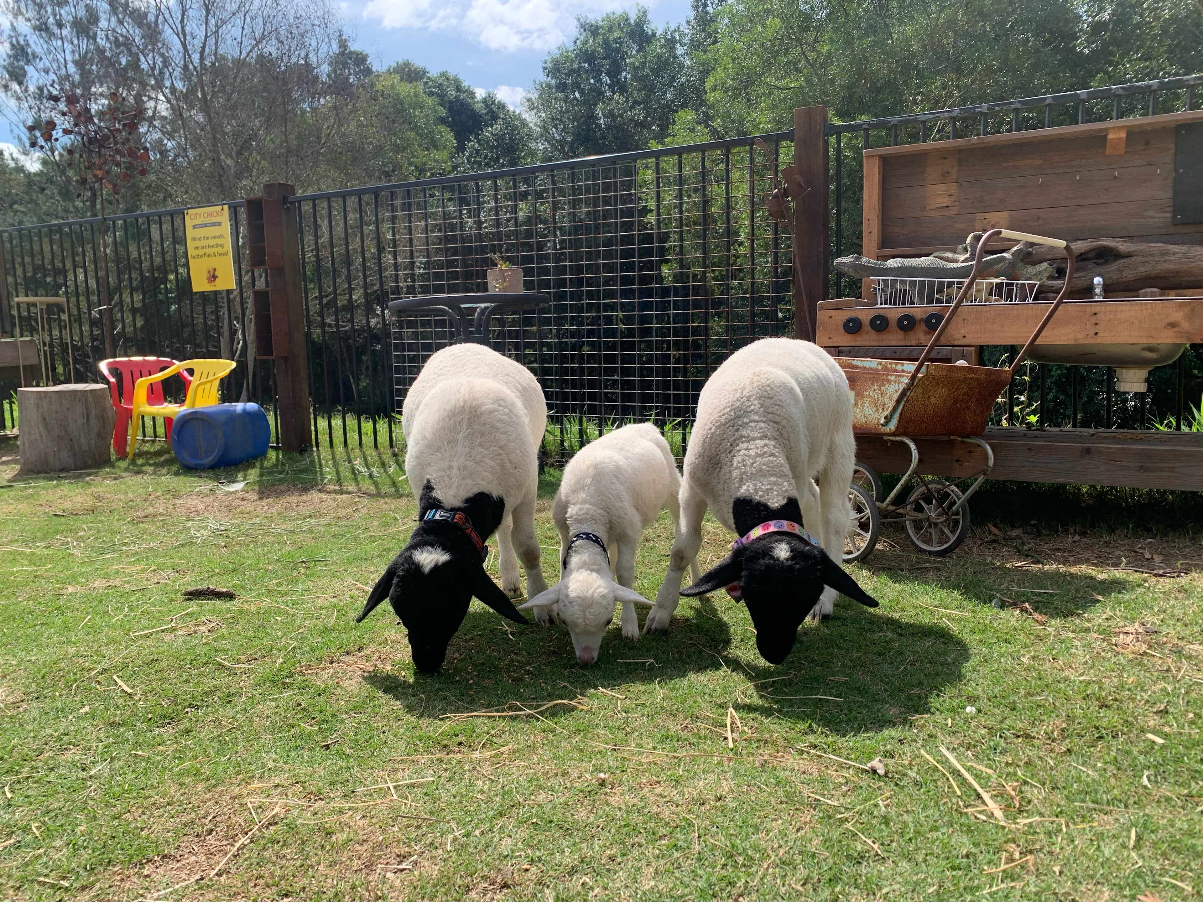 Samford Mini Farm & Creek Camping