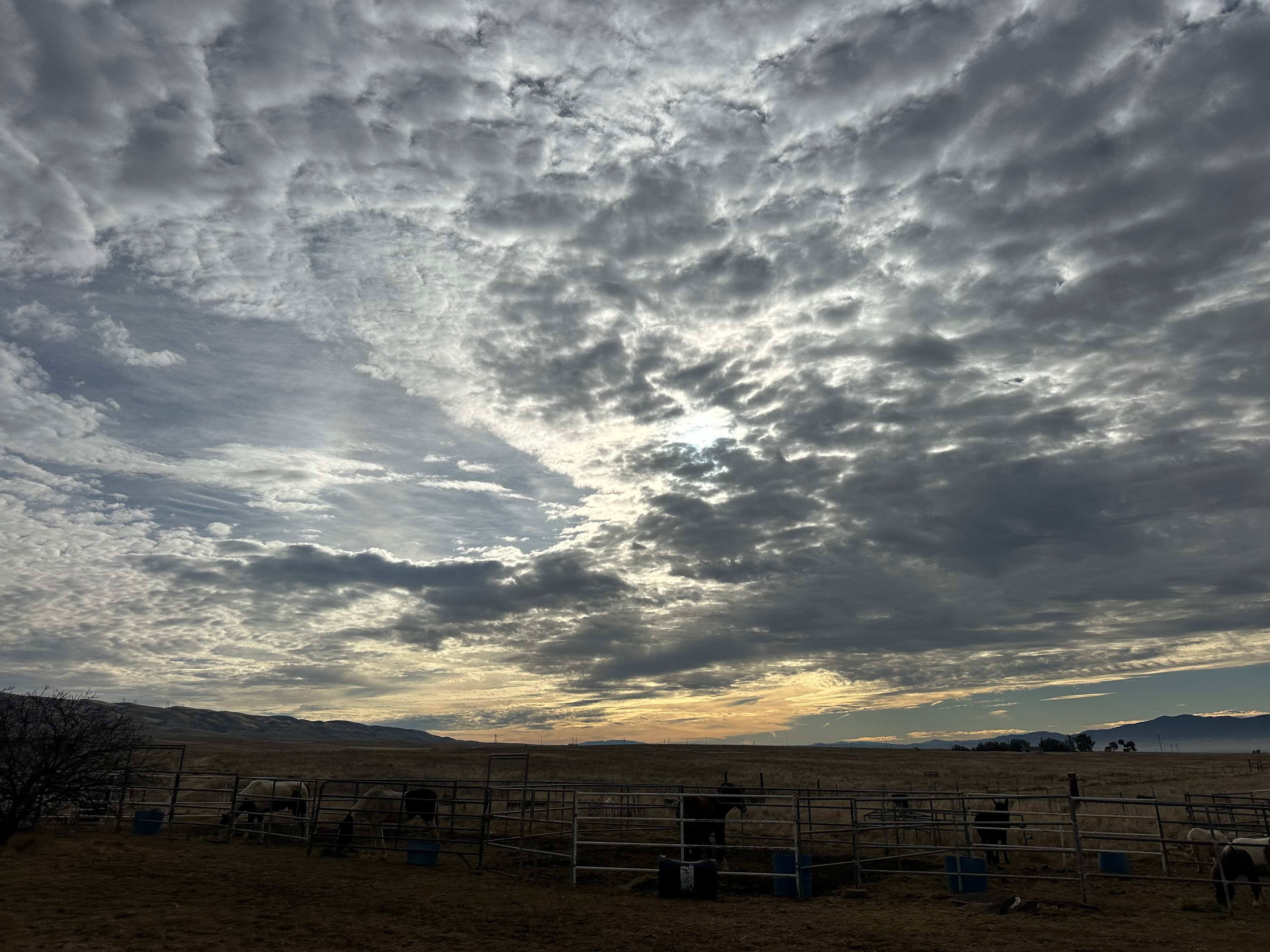 Wild Winds Rescue Ranch