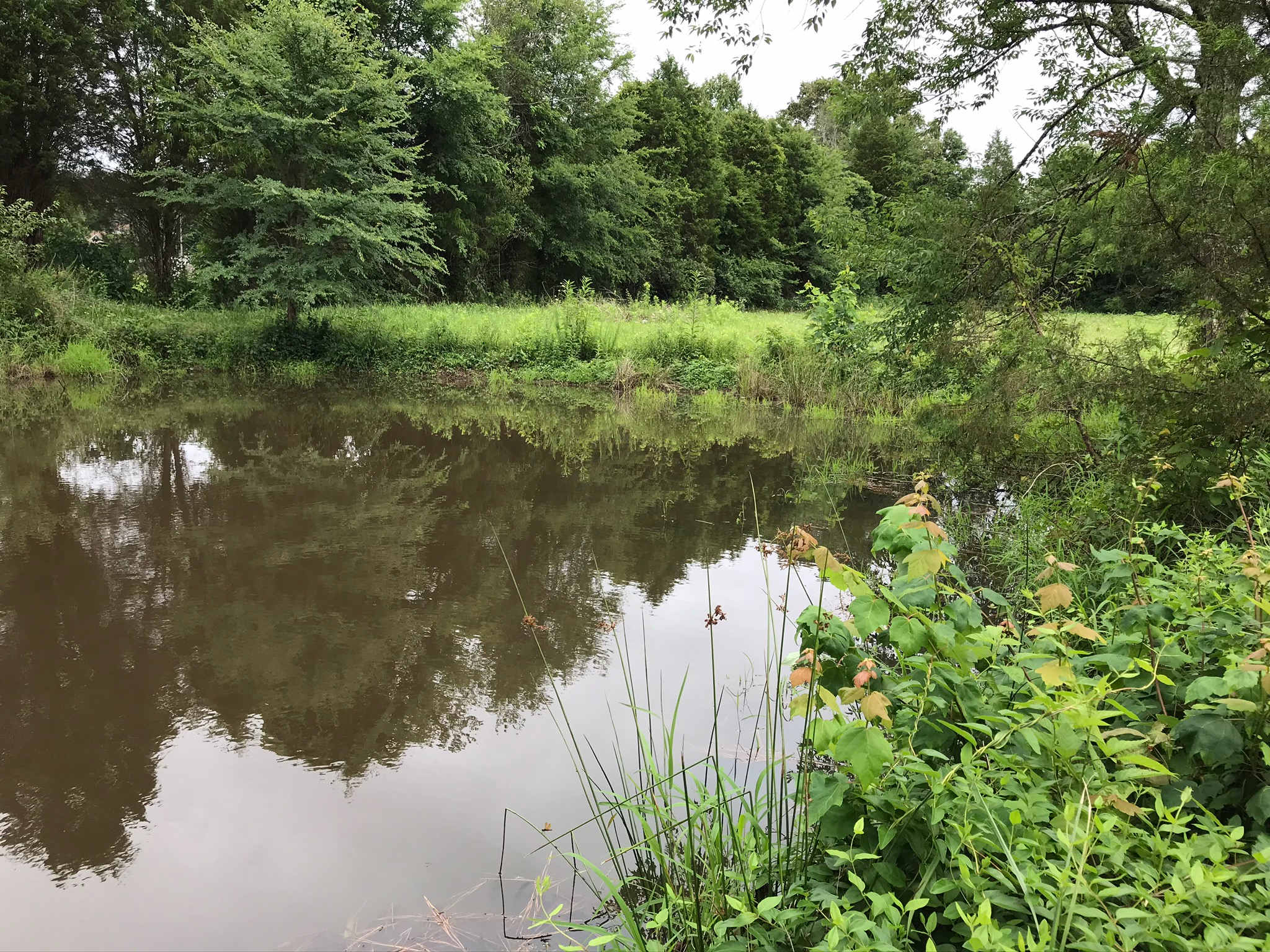 Foggy Bottom Farm