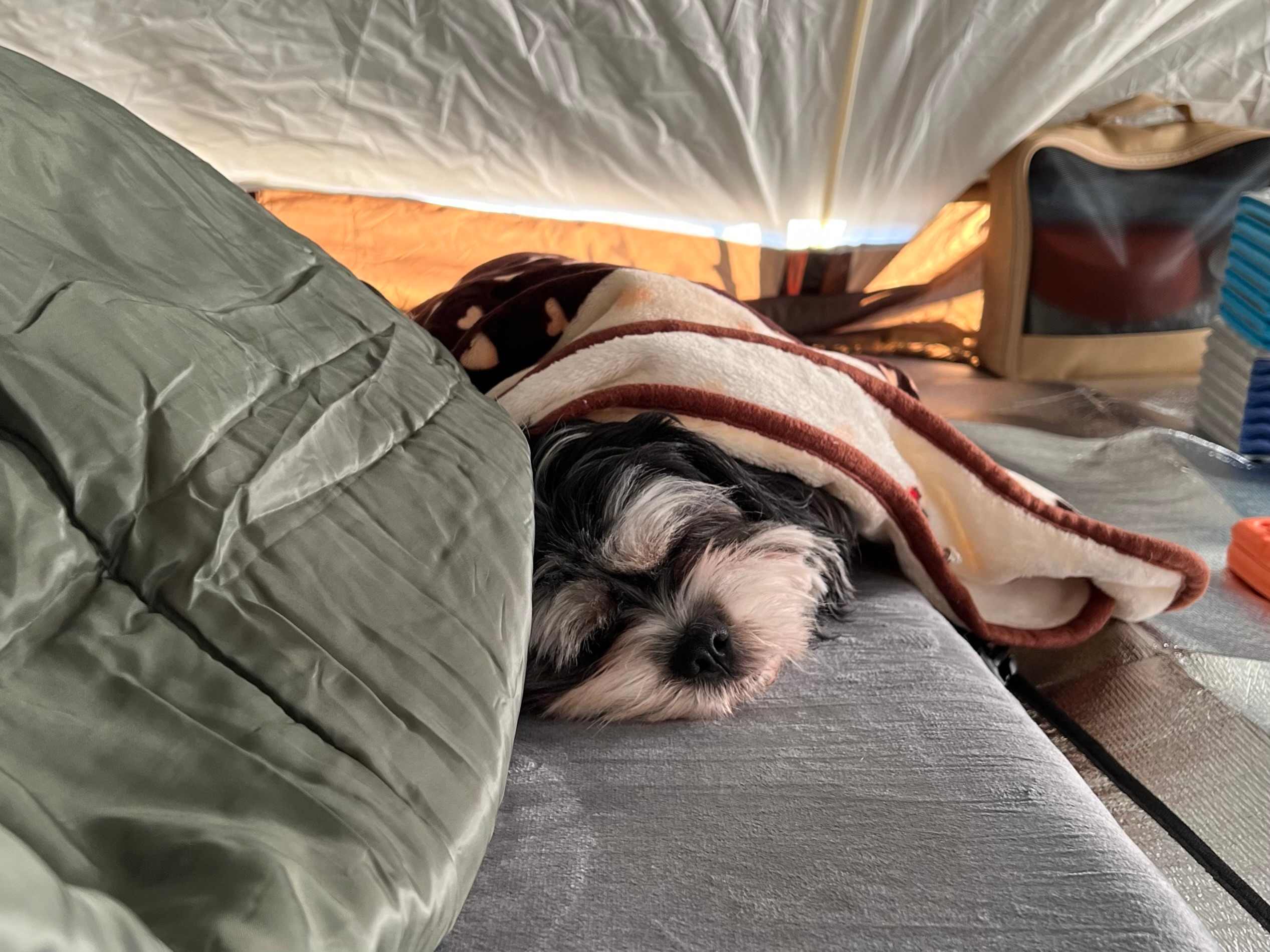 Owls nest private camp