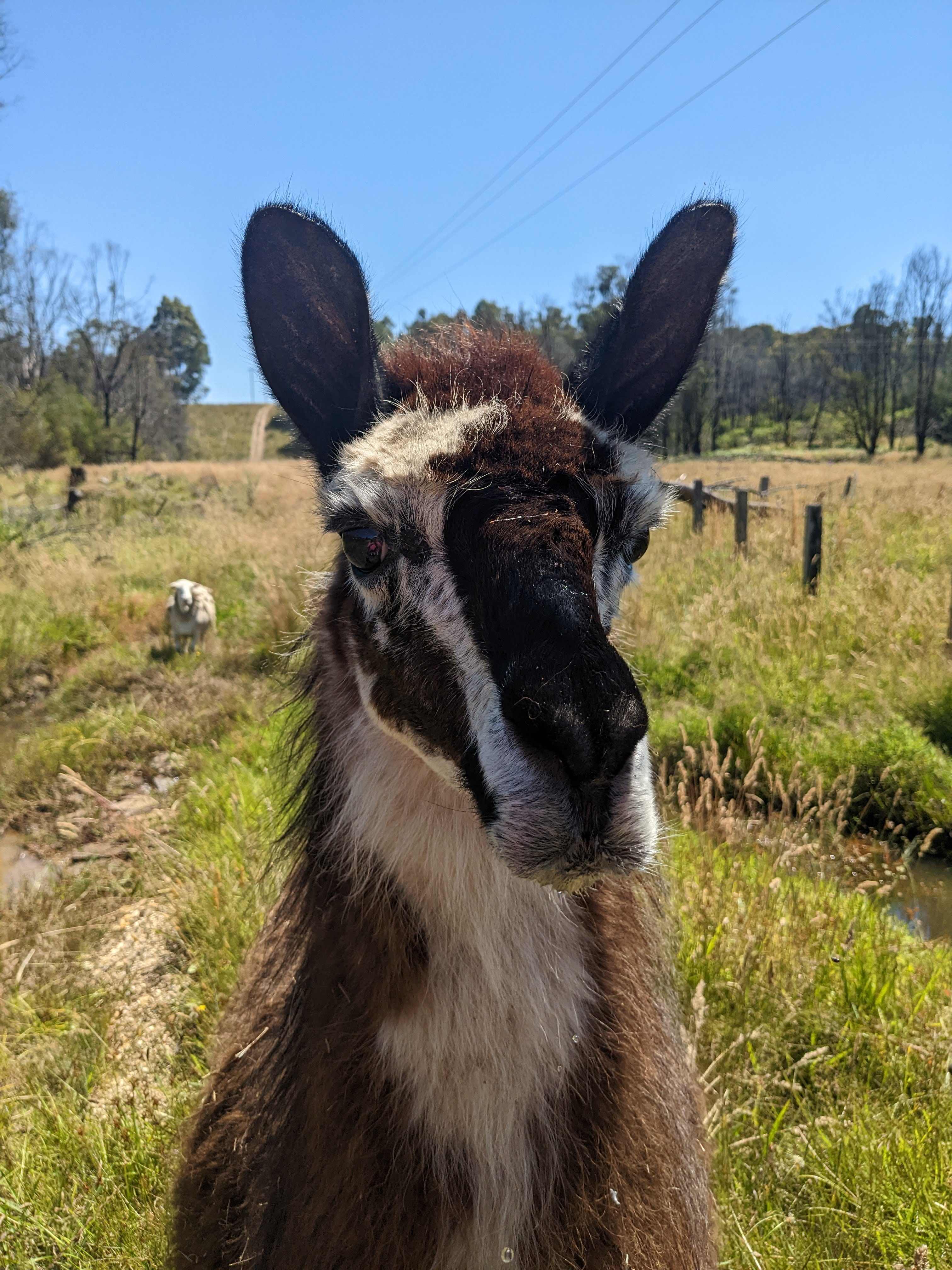 Little Paddocks Mogo