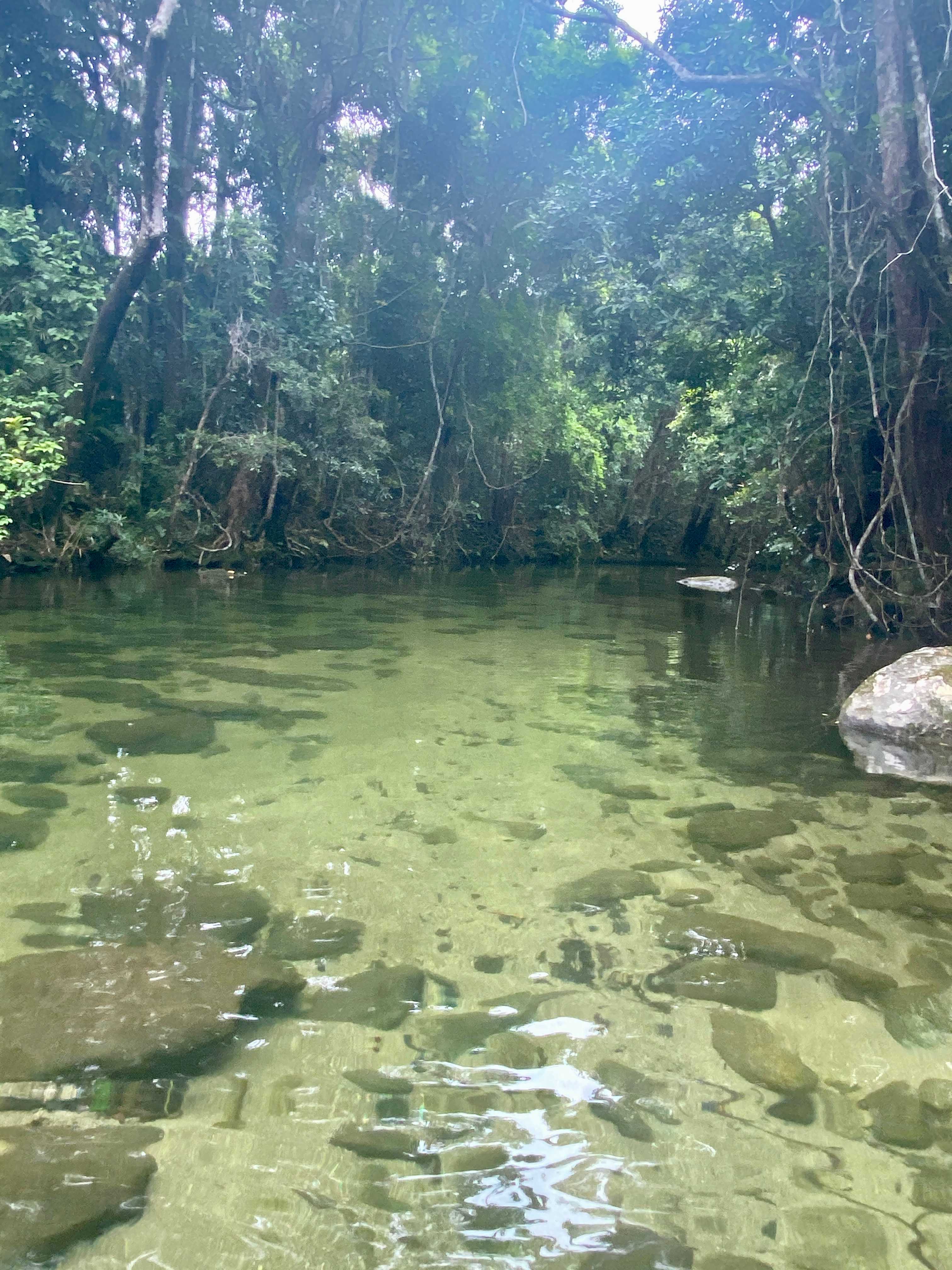 Platypus Pool