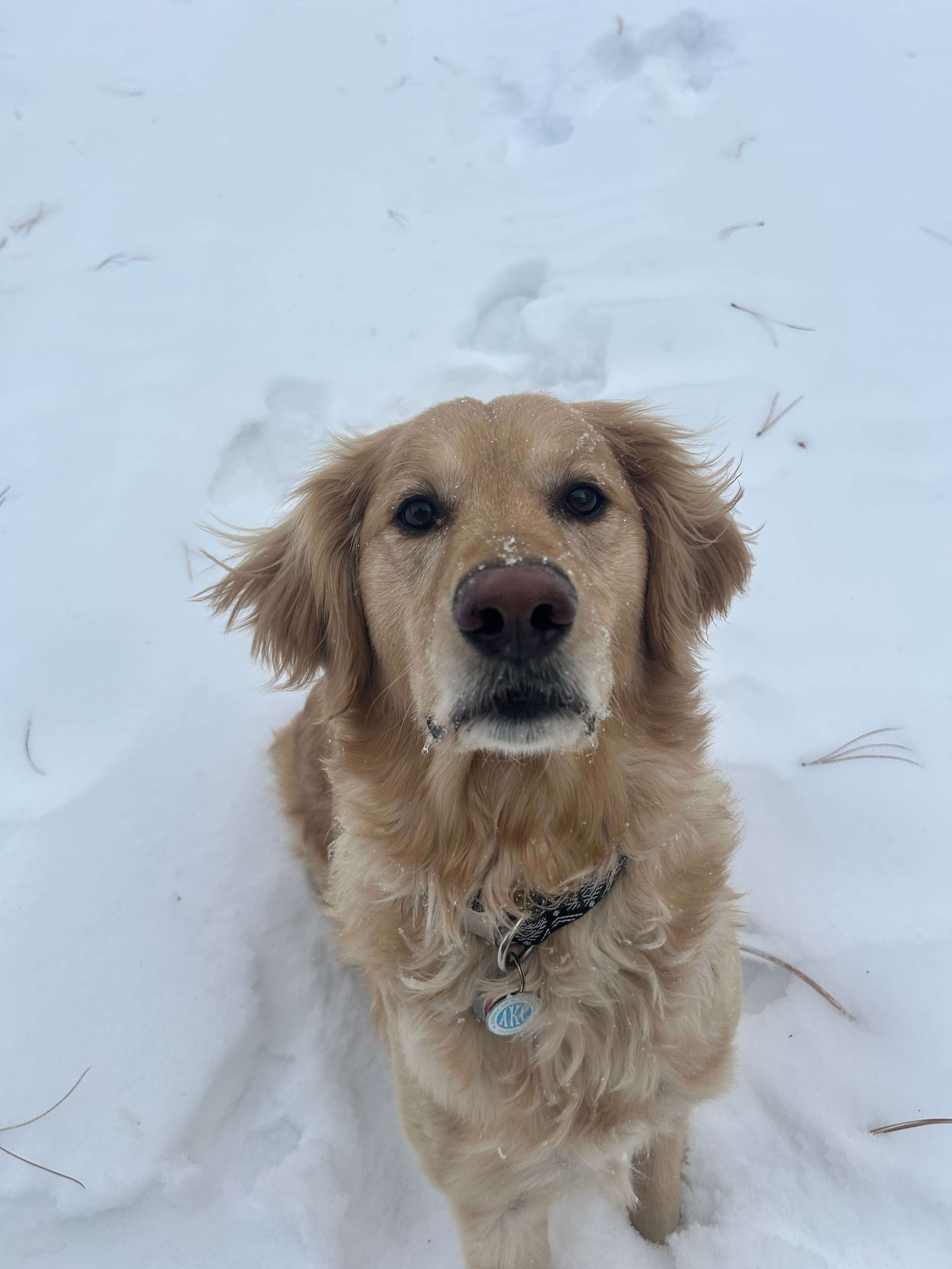 Dog friendly Peak Forest Ranch