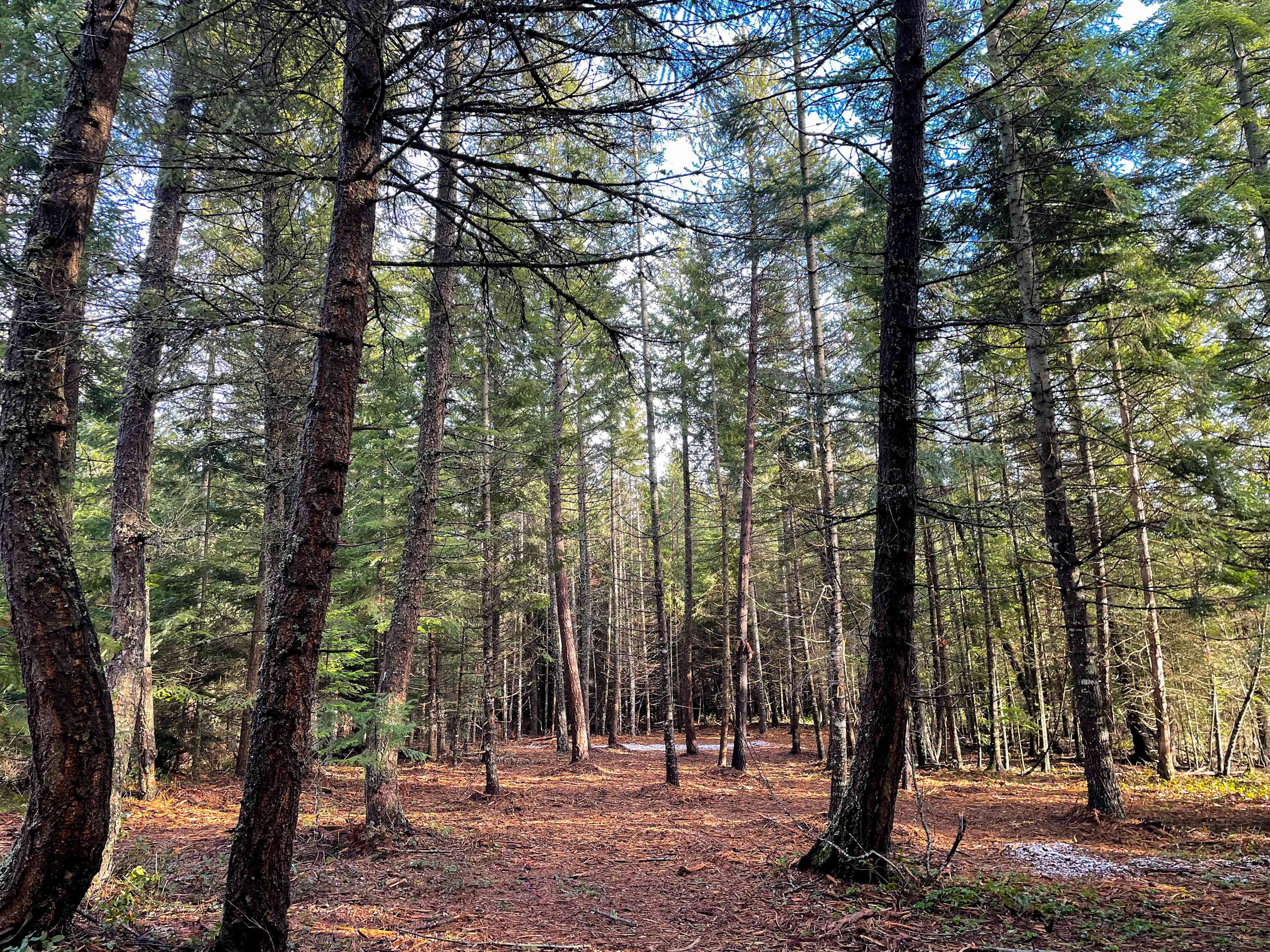 Five Acre Woods 🌲