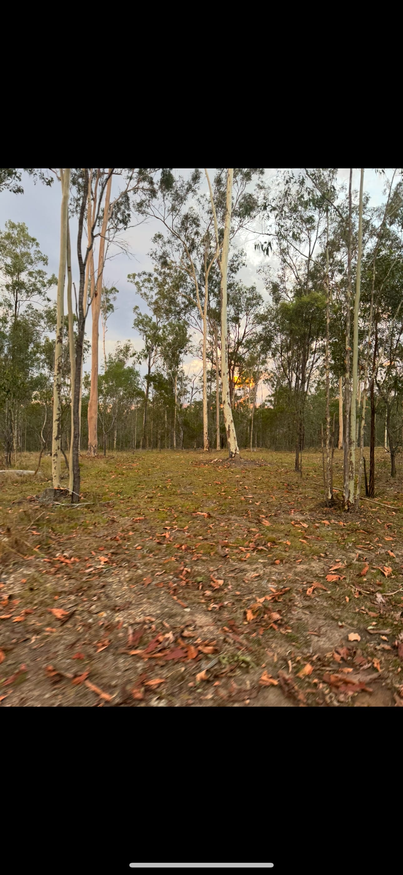 TIMBER MILL STATION
