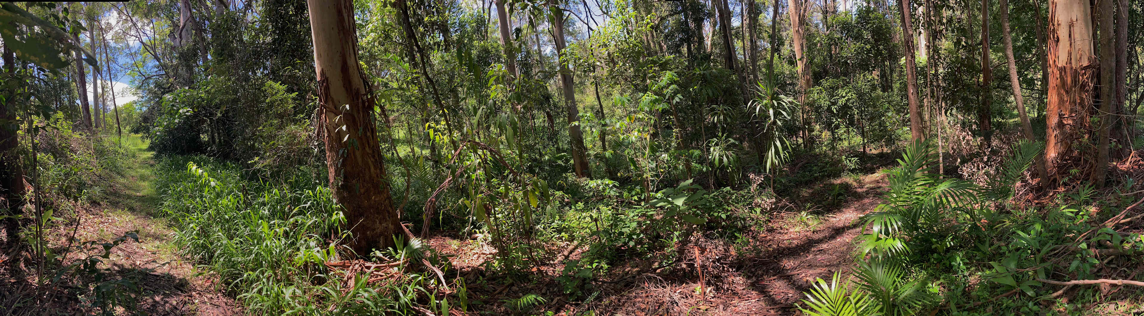 Walking track to Djanbung Gardens and township