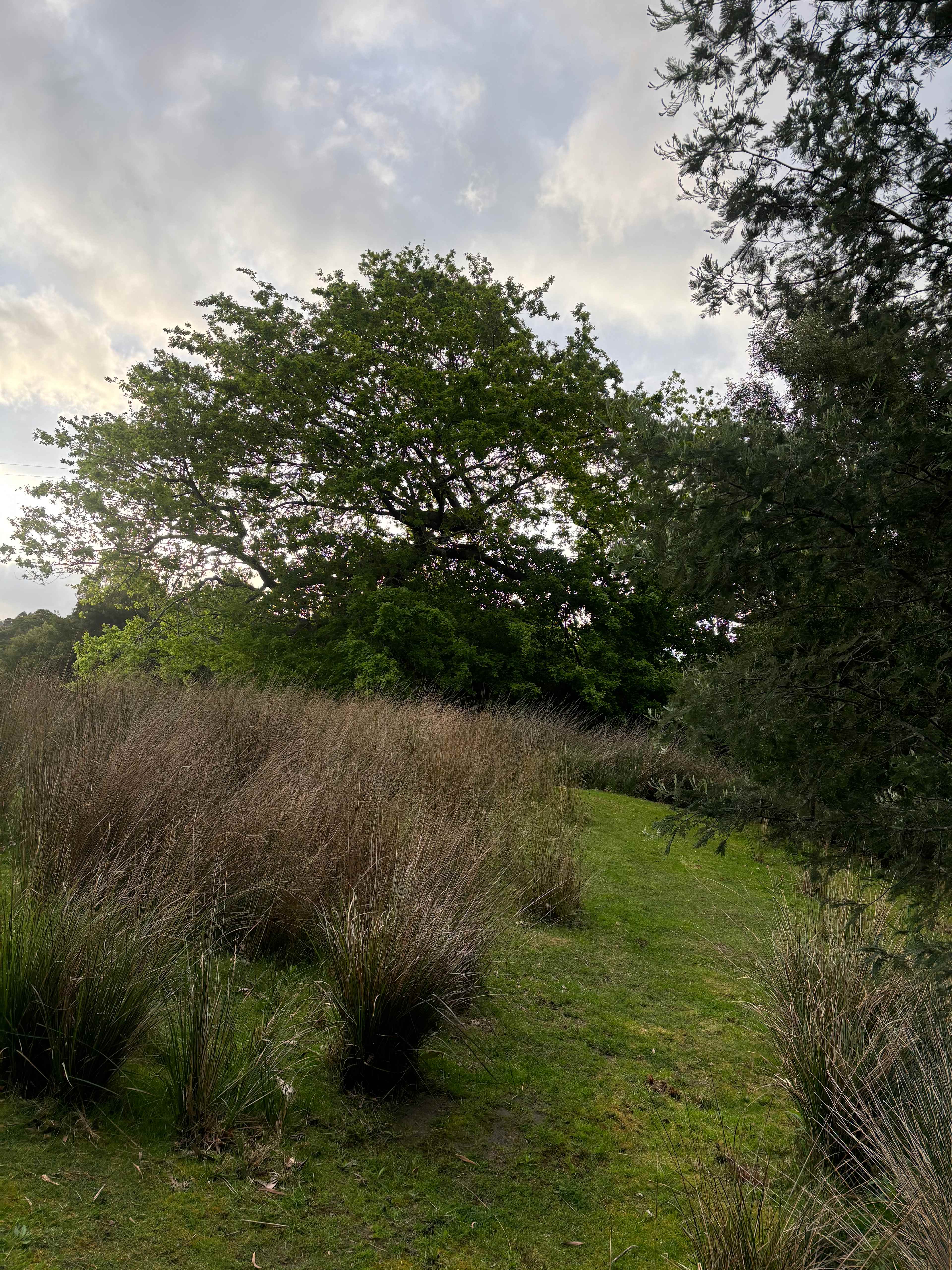 Start of the walking track running along Resolution Creek.