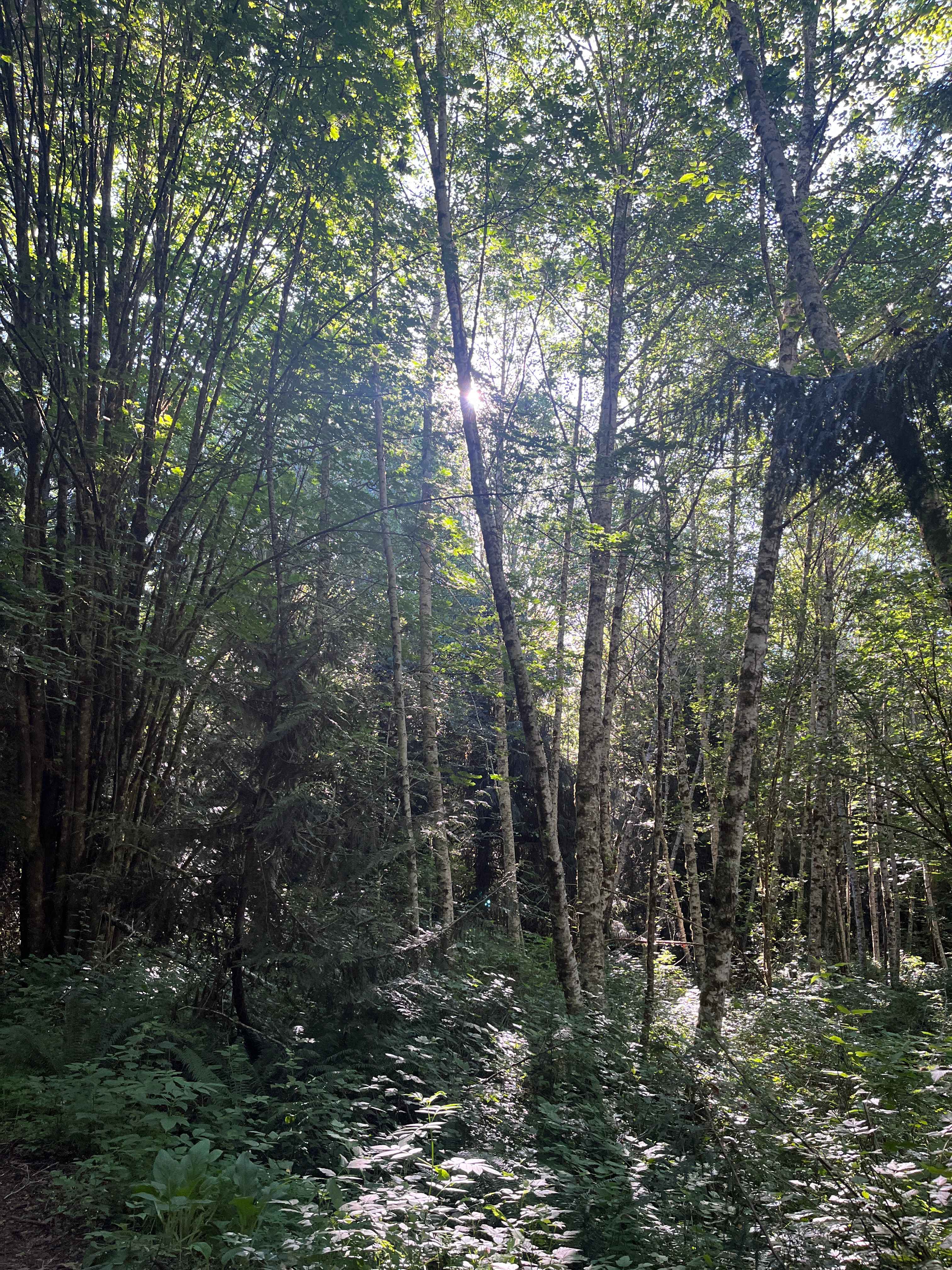 Forest Farm Camping