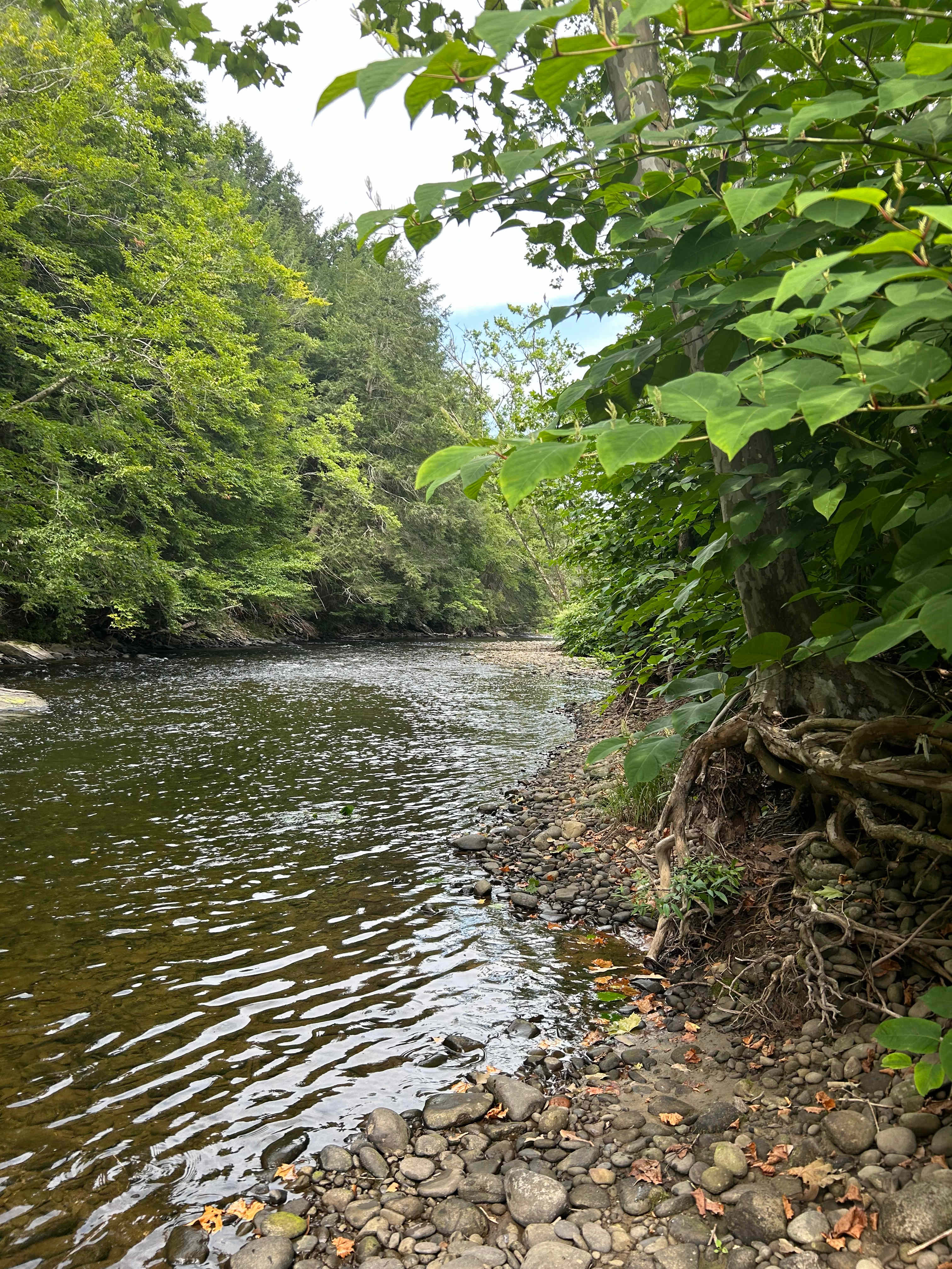 Picture of the site