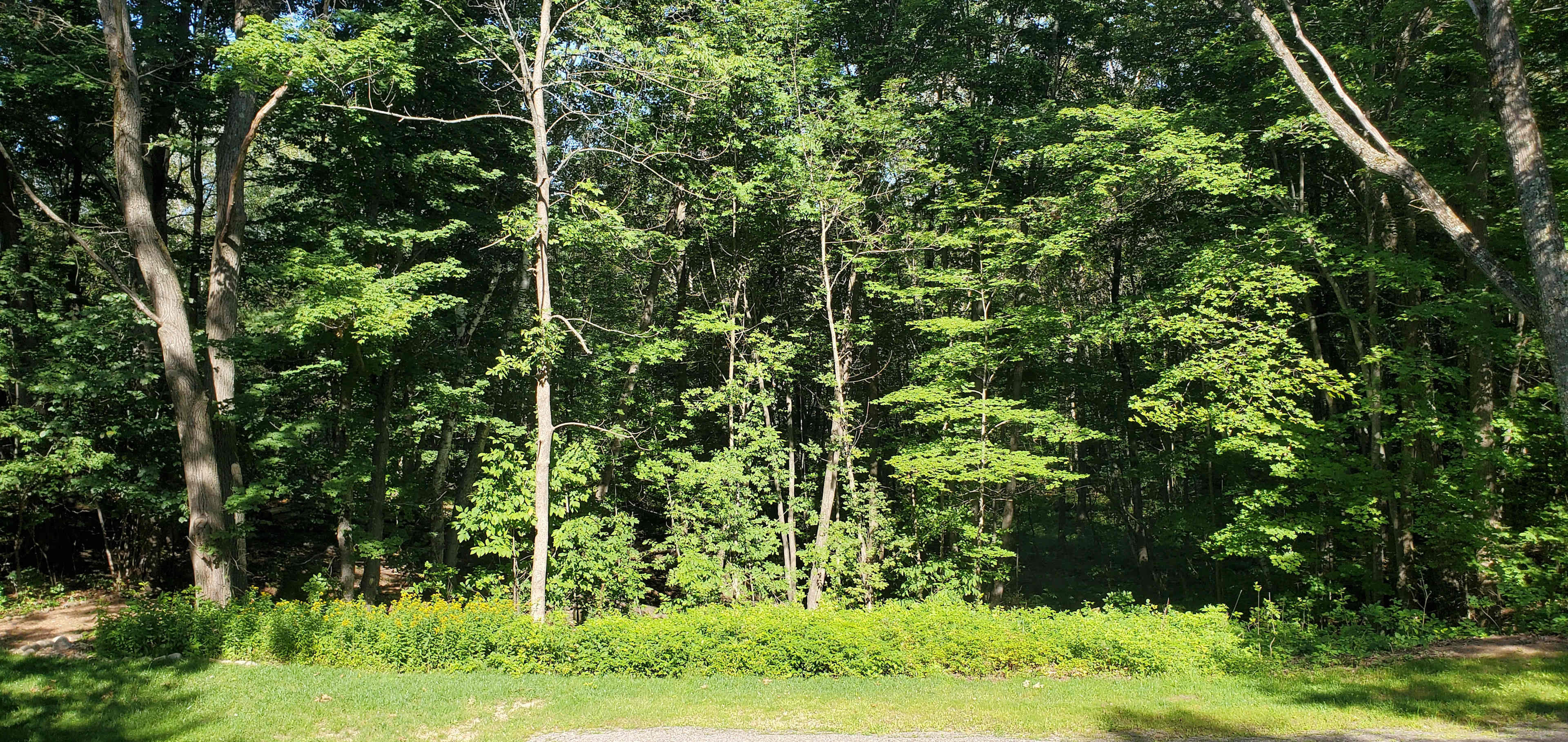 Eden