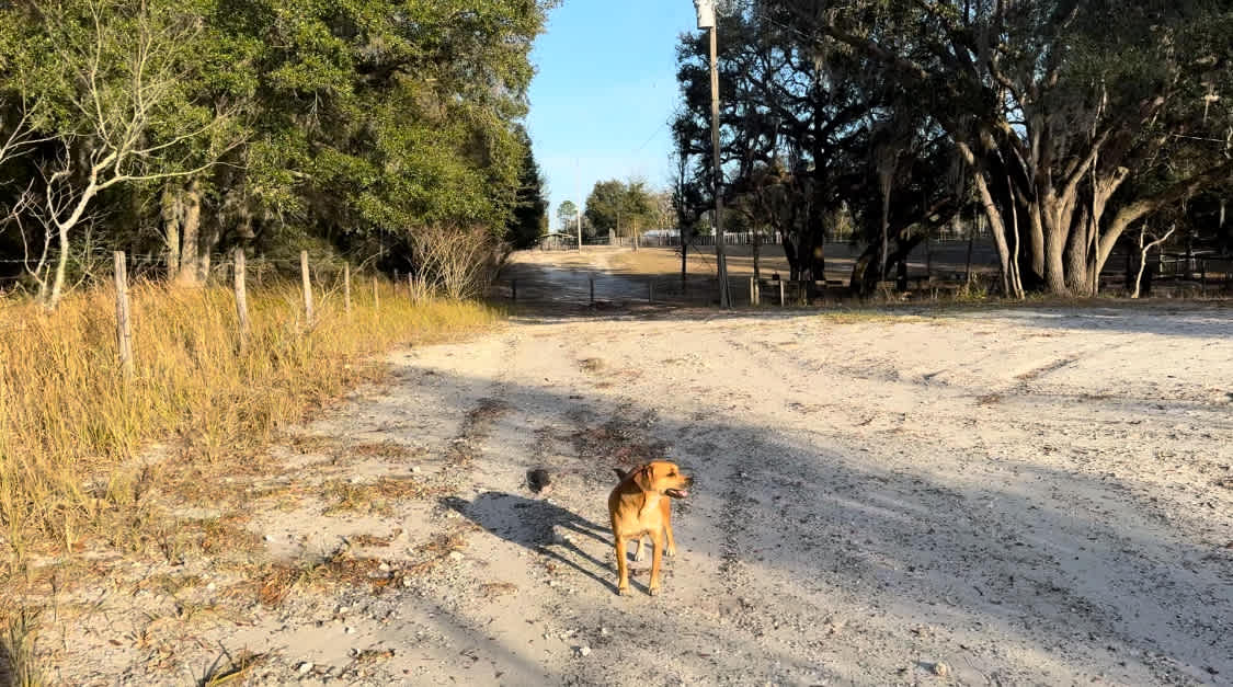Big Oaks Dog And Horse Camping