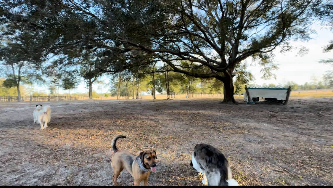 Big Oaks Dog And Horse Camping