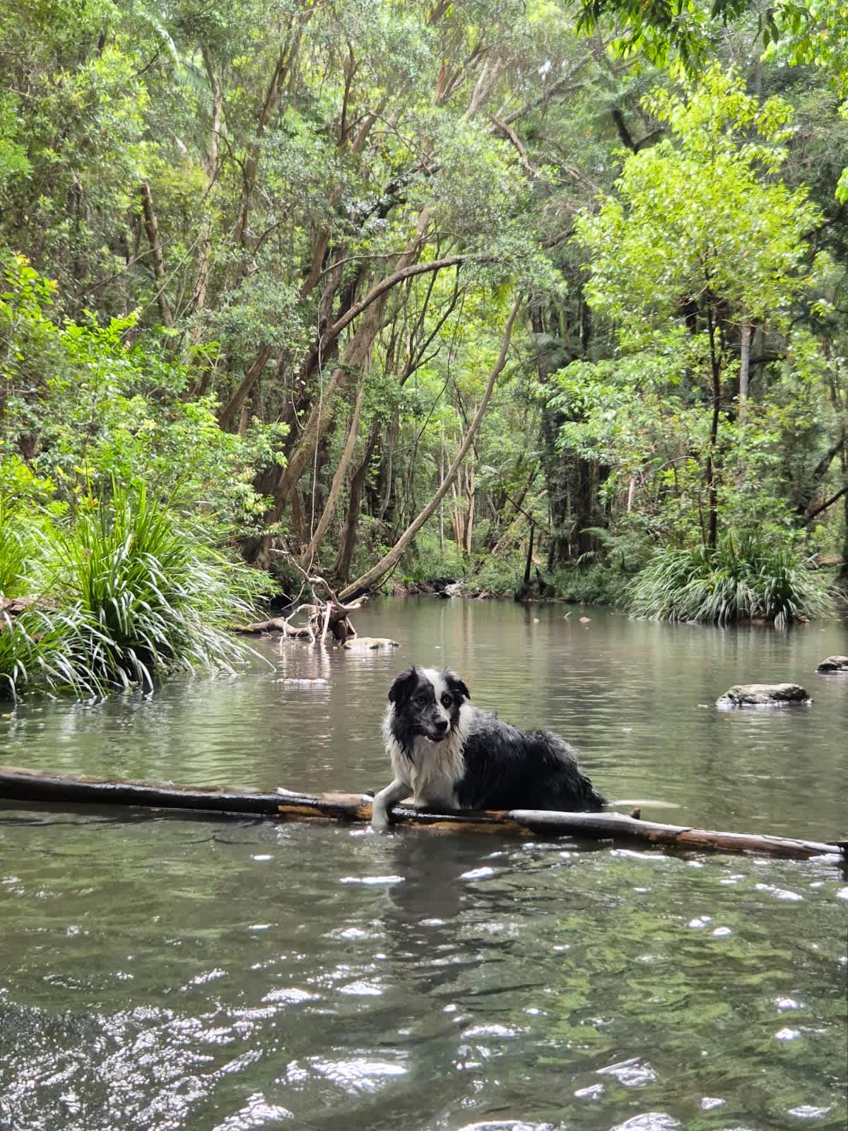 Browns Creek Camping