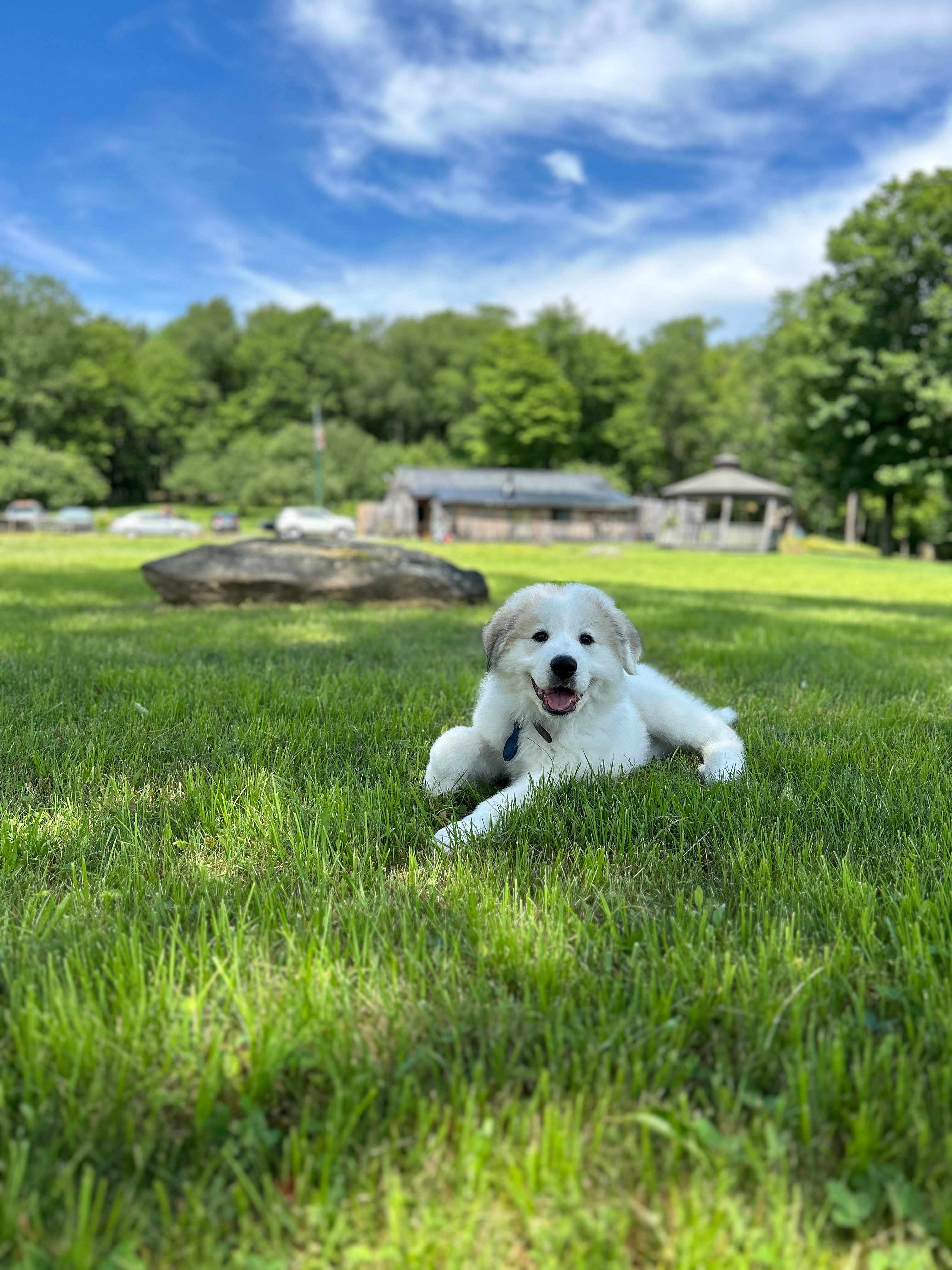 Namaste Catskills- Farmyard Camping
