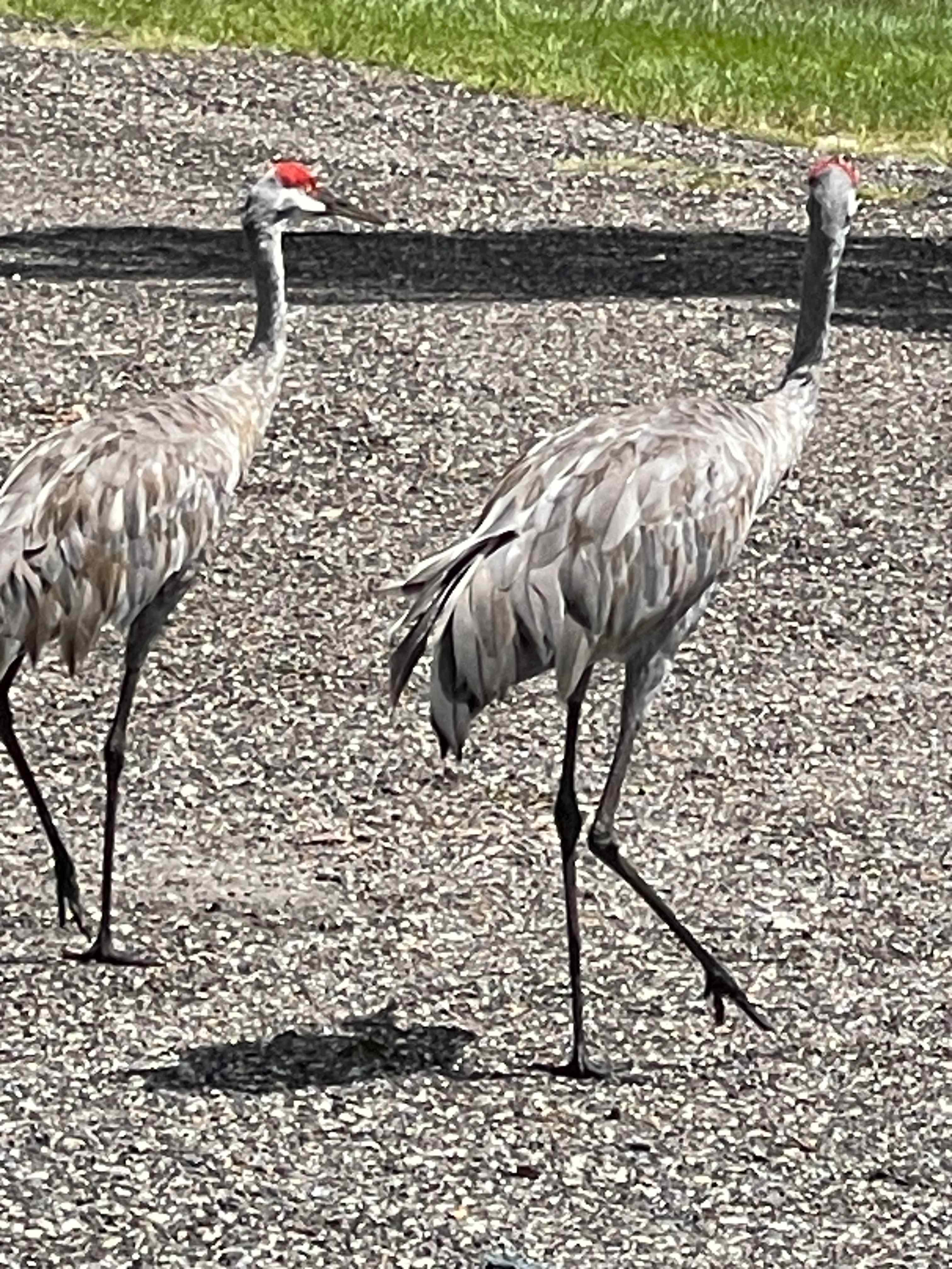 Redfoot Ranch