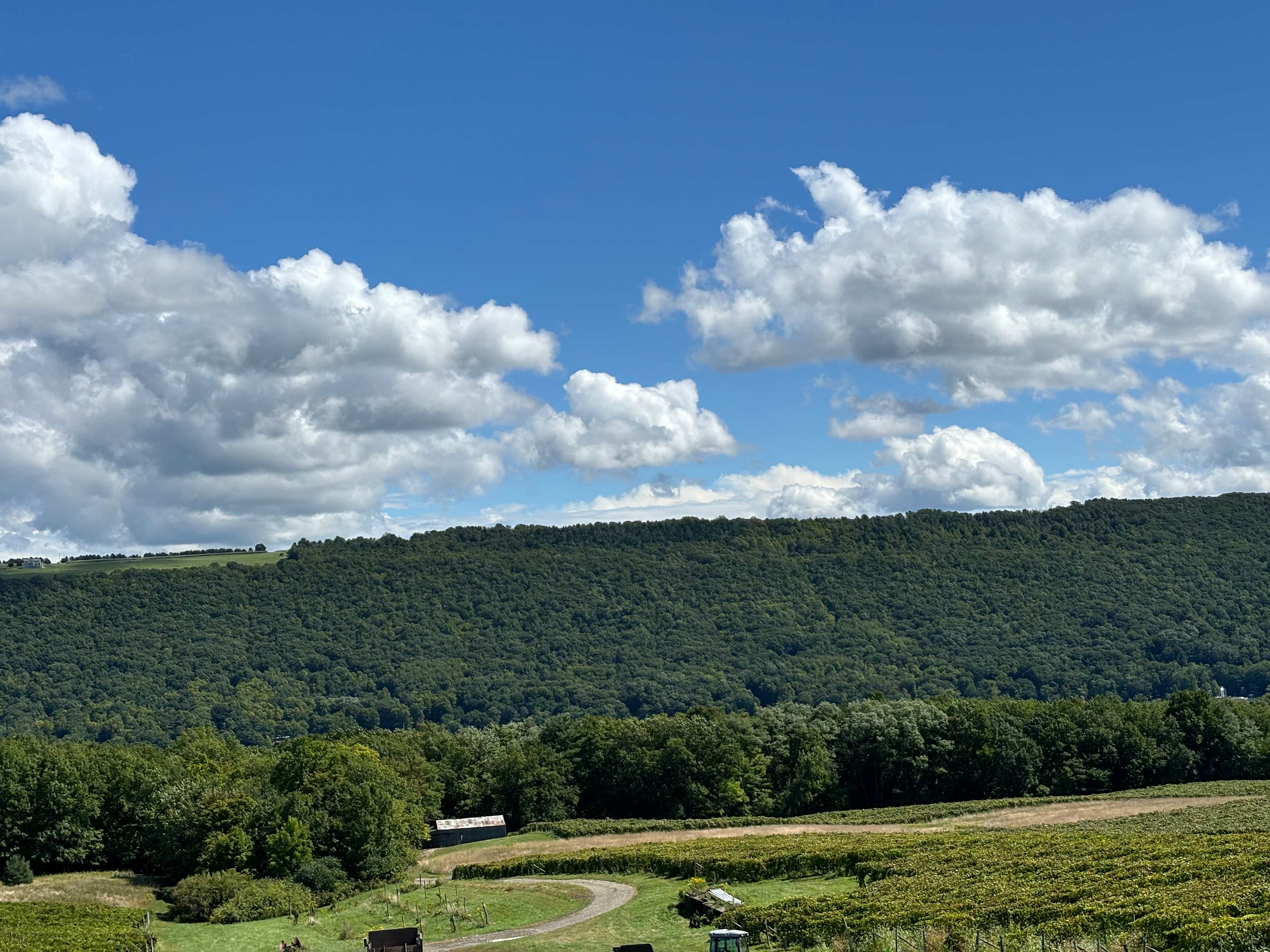 Vineyard view. Camp site area 2 located in lower field area. 