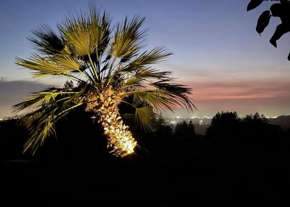 Pressley Palms