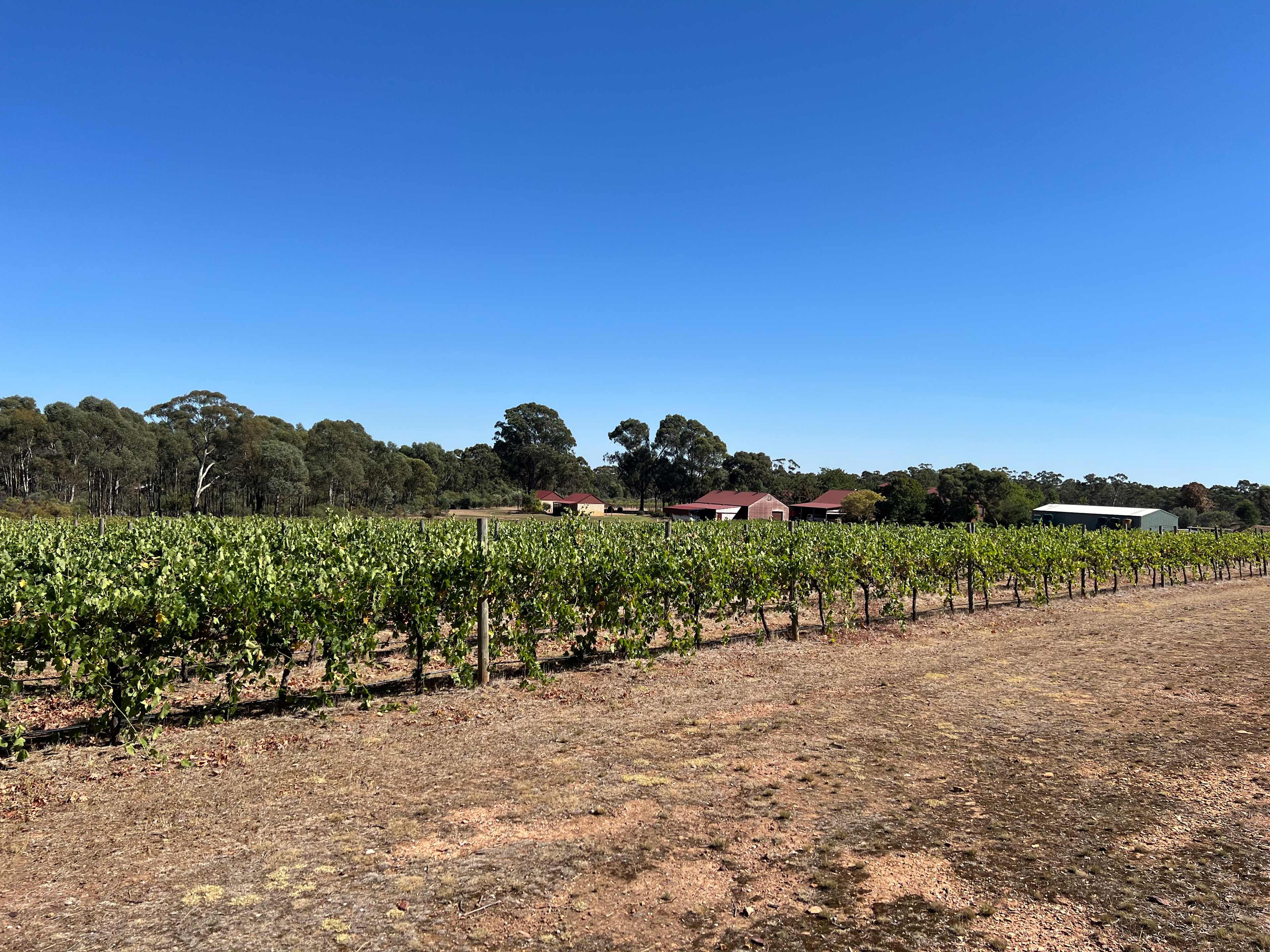Sandhurst Ridge Vineyard